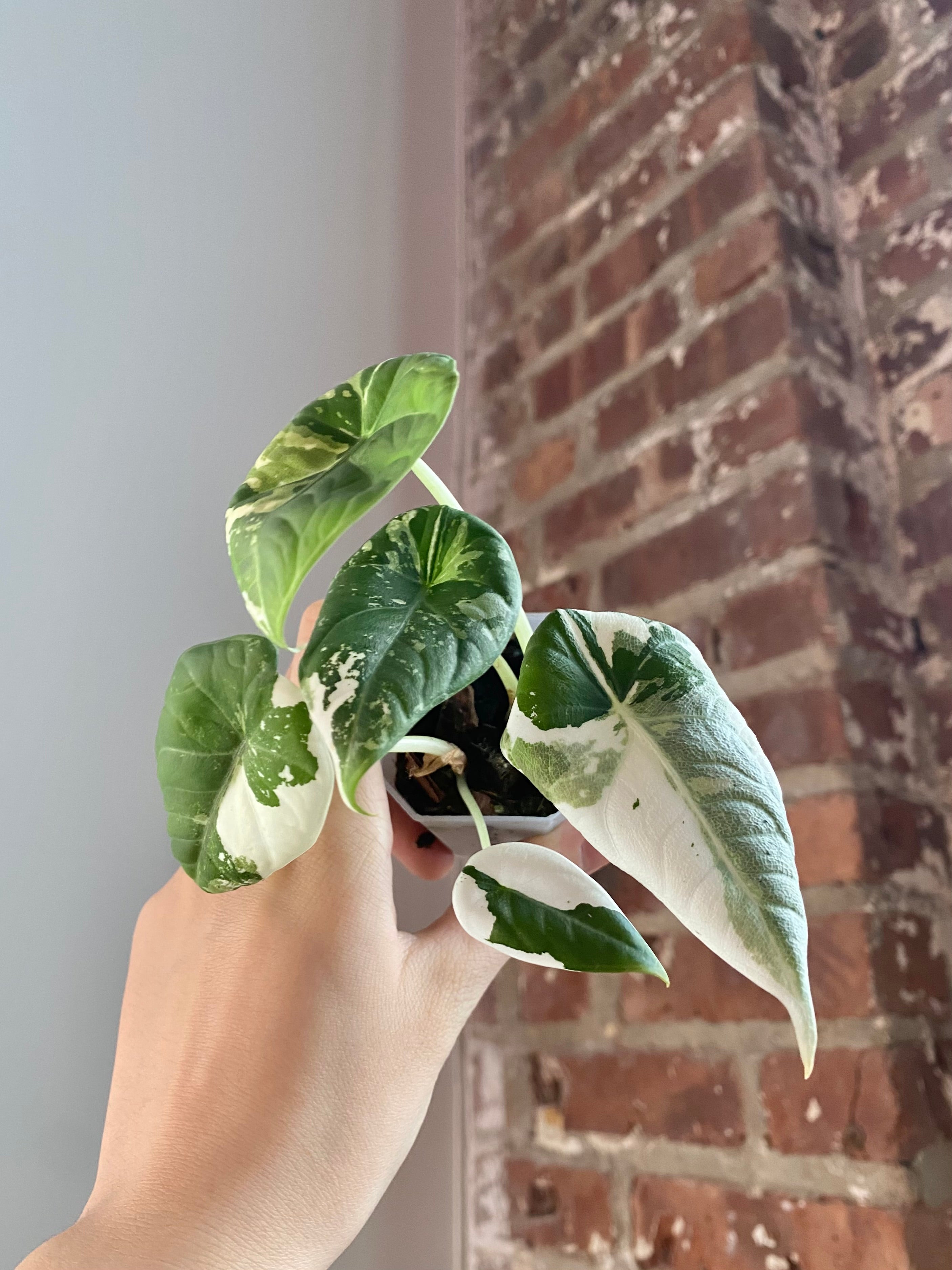 Alocasia Maharani Albo (Potted) 3161