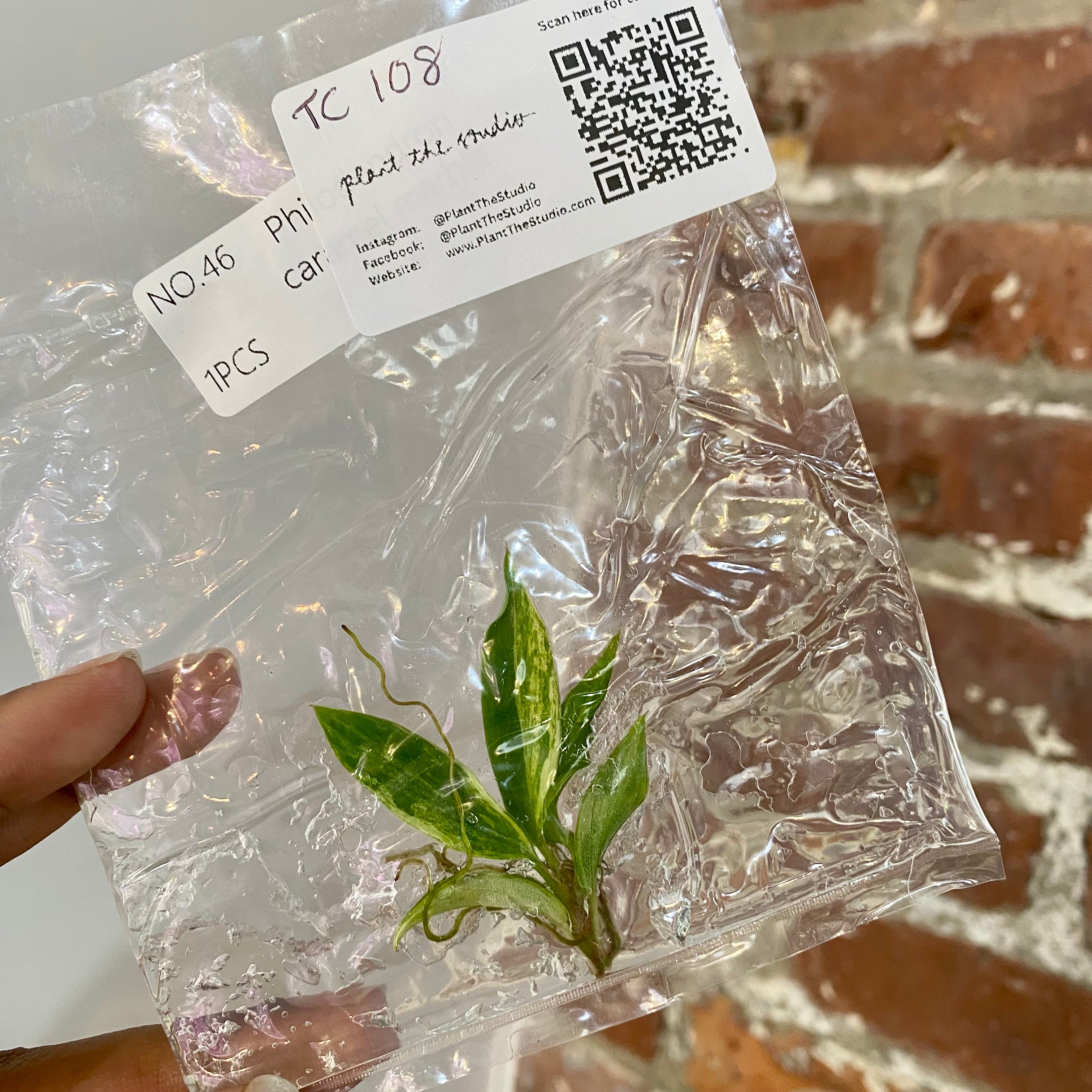 Philodendron Caramel Marble Var. TCS 108