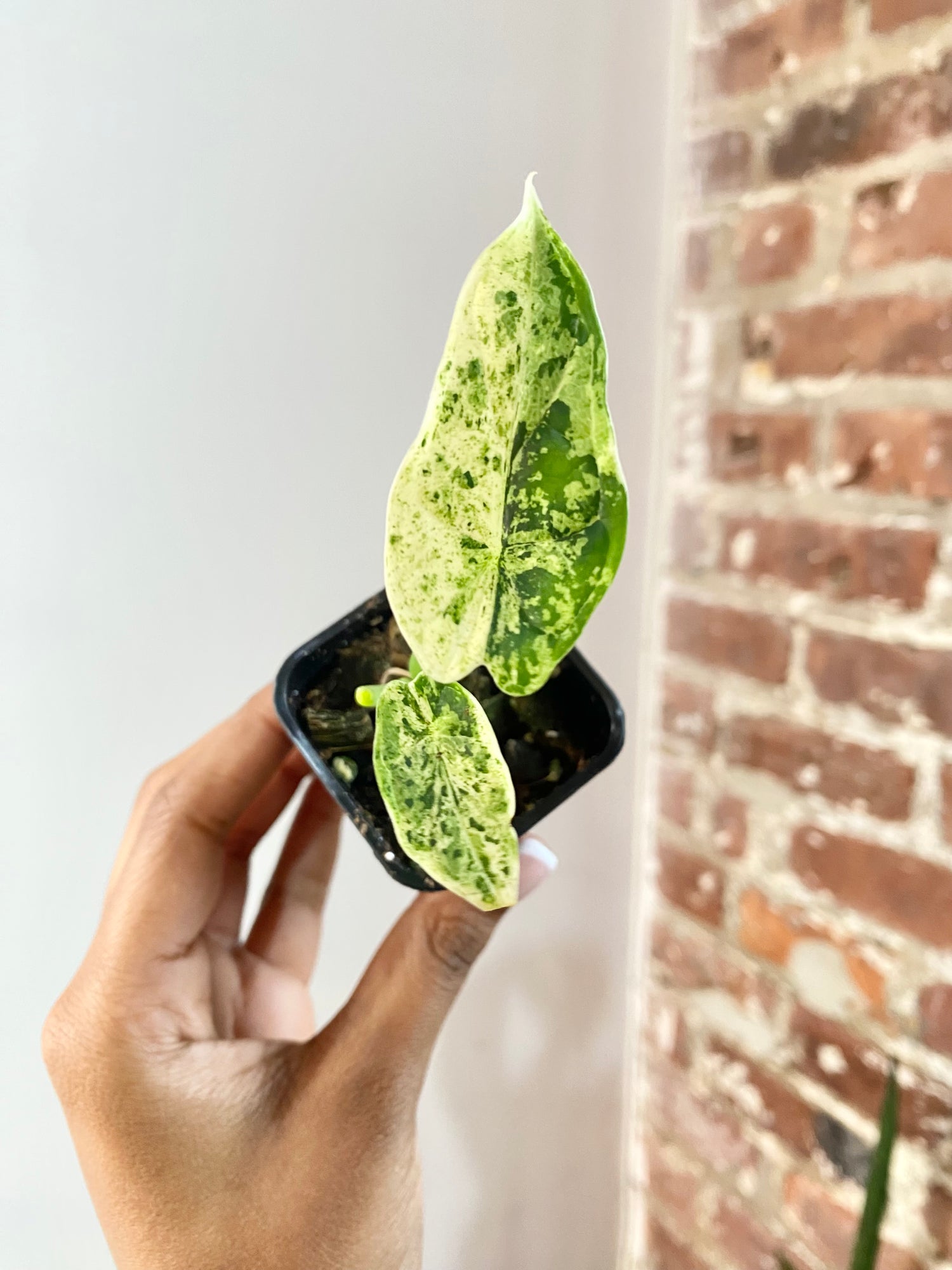 Alocasia Dragonscale Mint (Potted) 4736