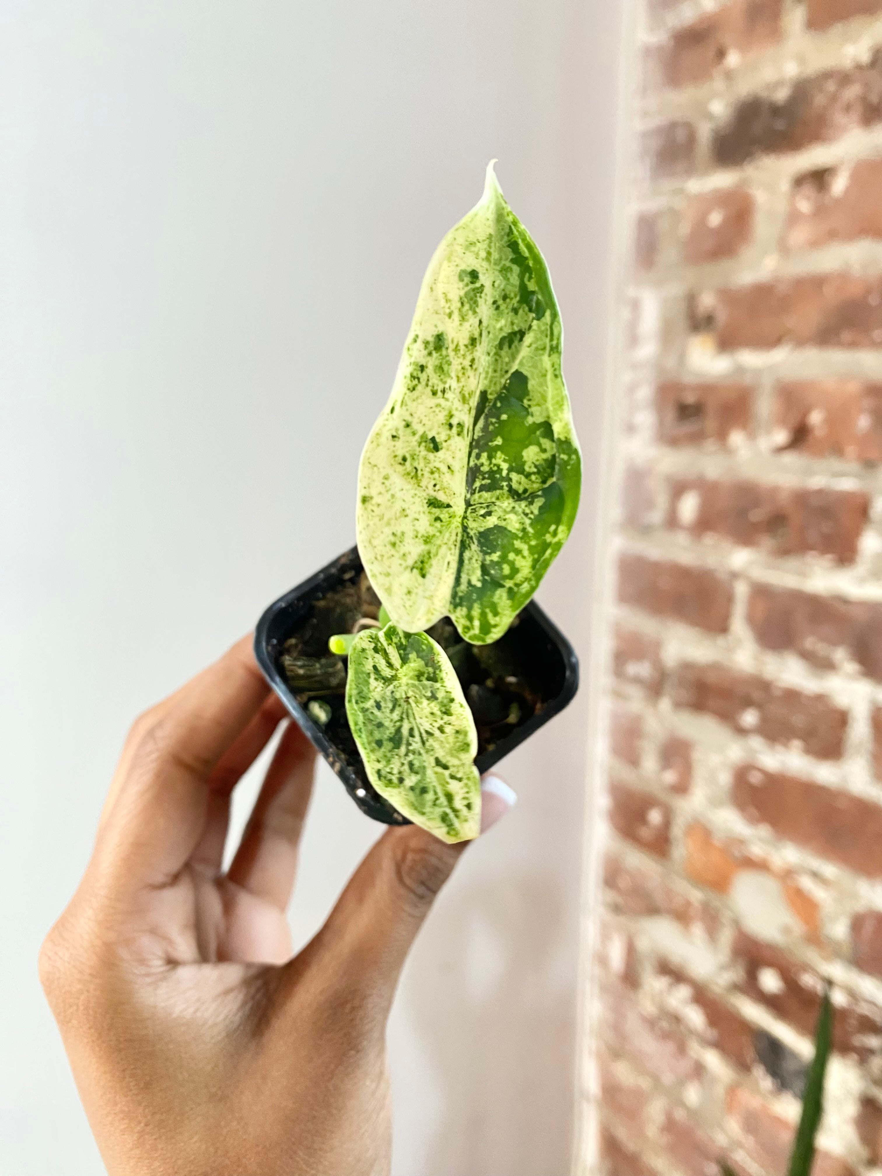 Alocasia Dragonscale Mint (Potted) 4736