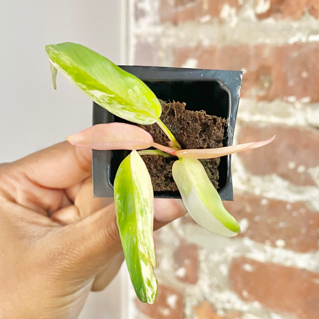 Philodendron Florida Beauty x Tortum 4438
