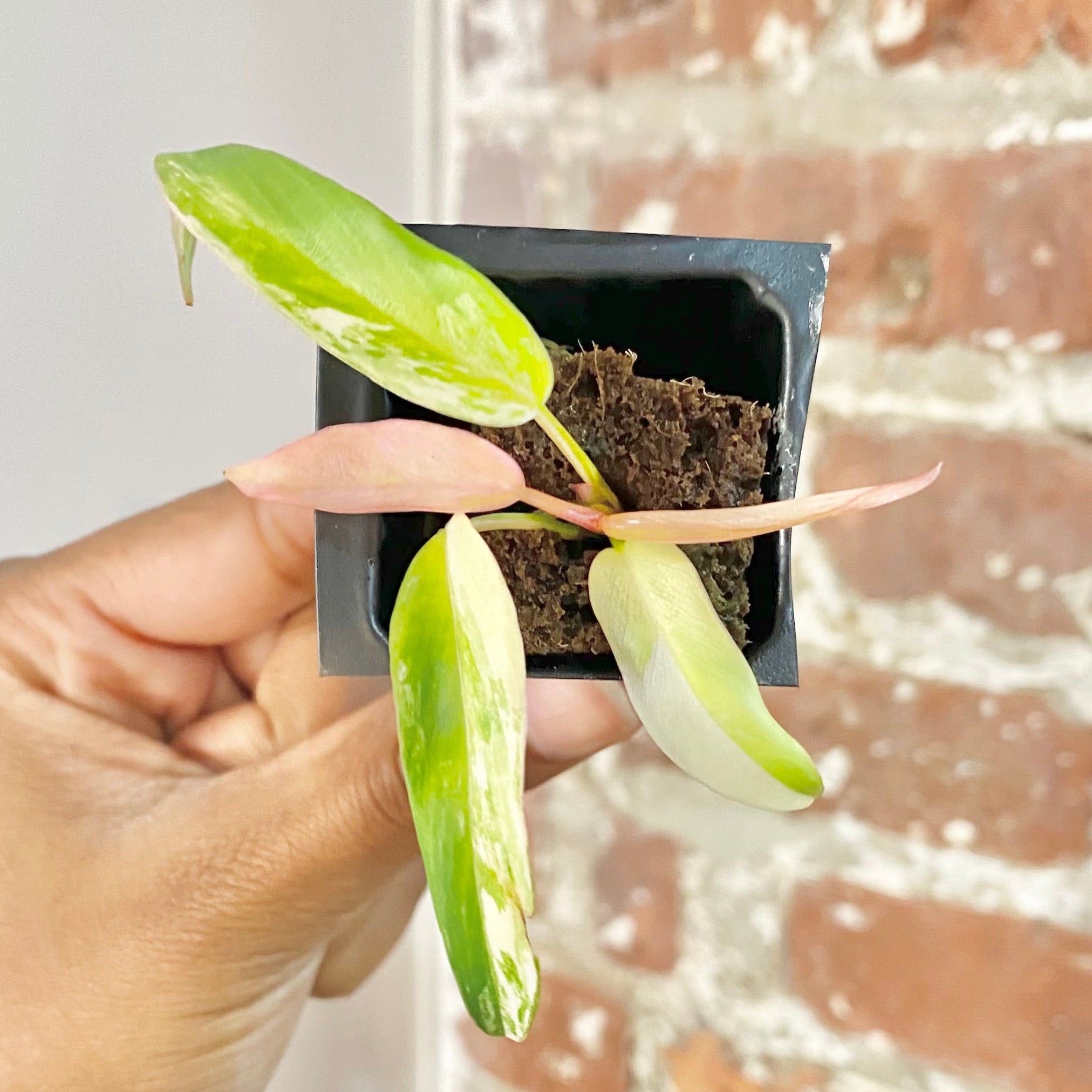 Philodendron Florida Beauty x Tortum 4438
