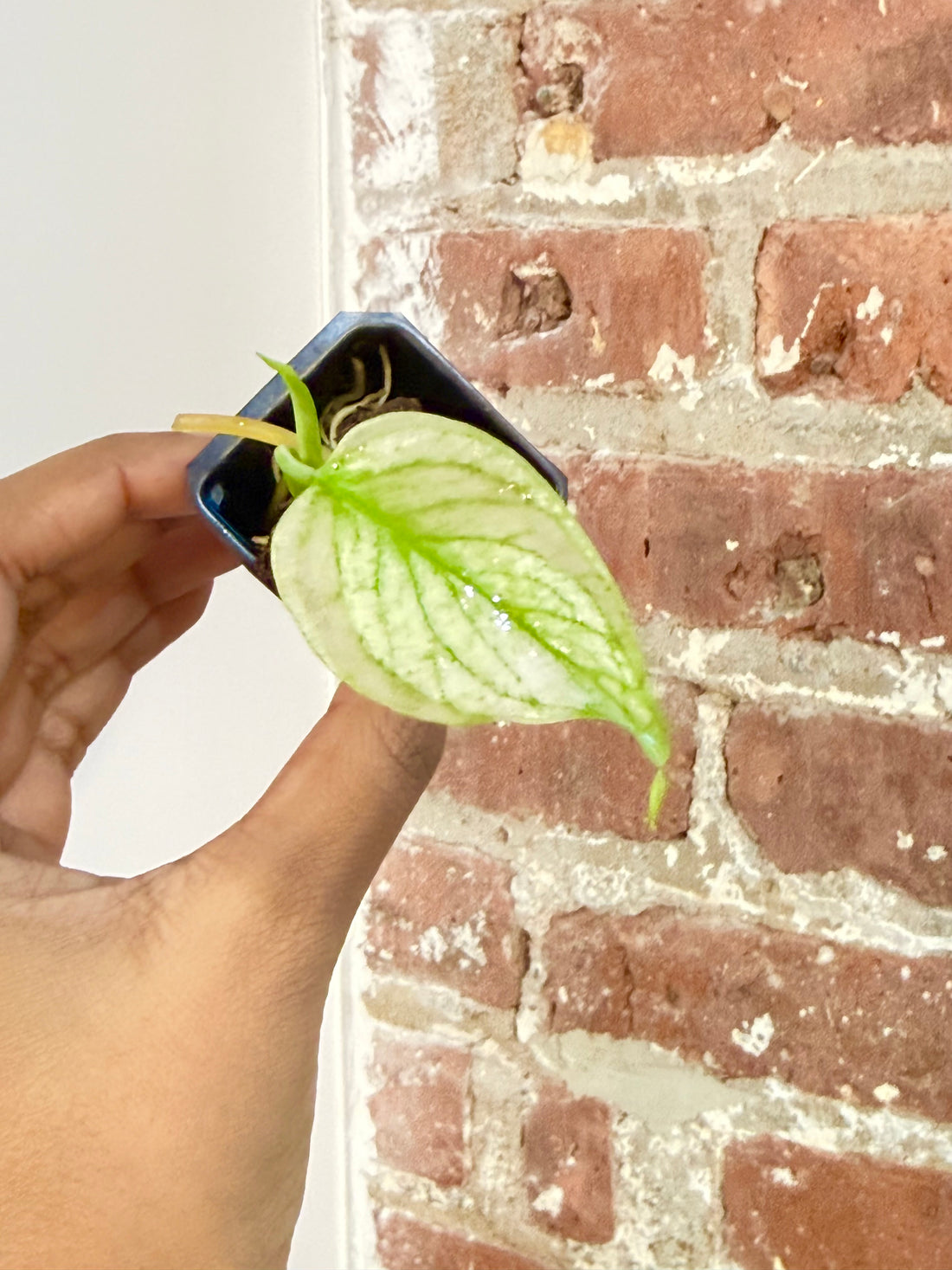 Monstera Mint 0001