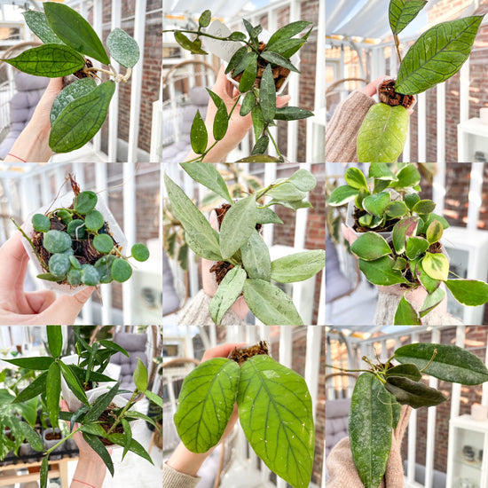 Hoya Cutting Box