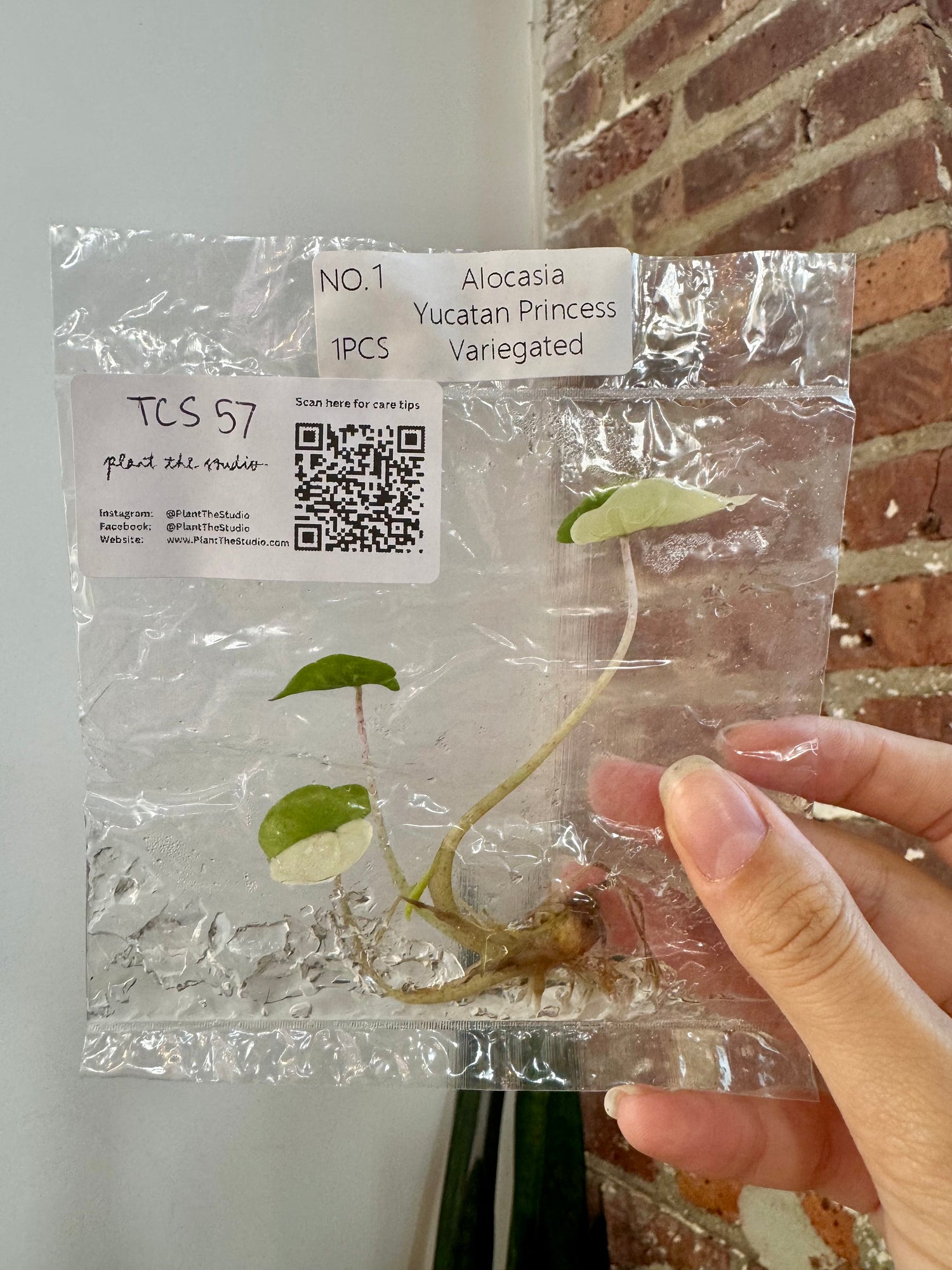 Alocasia Yucatan Princess Var. Albo TCS 57