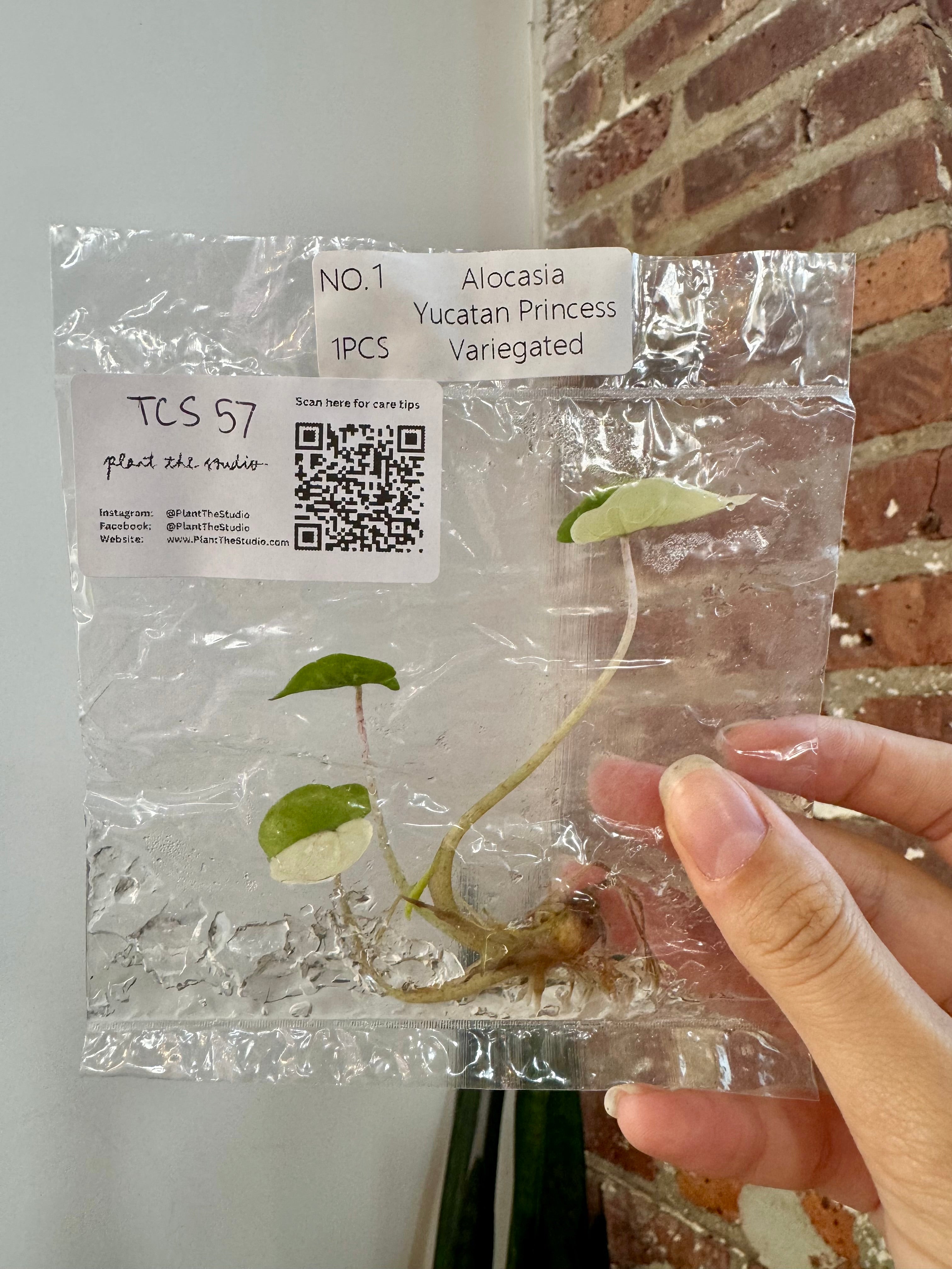 Alocasia Yucatan Princess Var. Albo TCS 57
