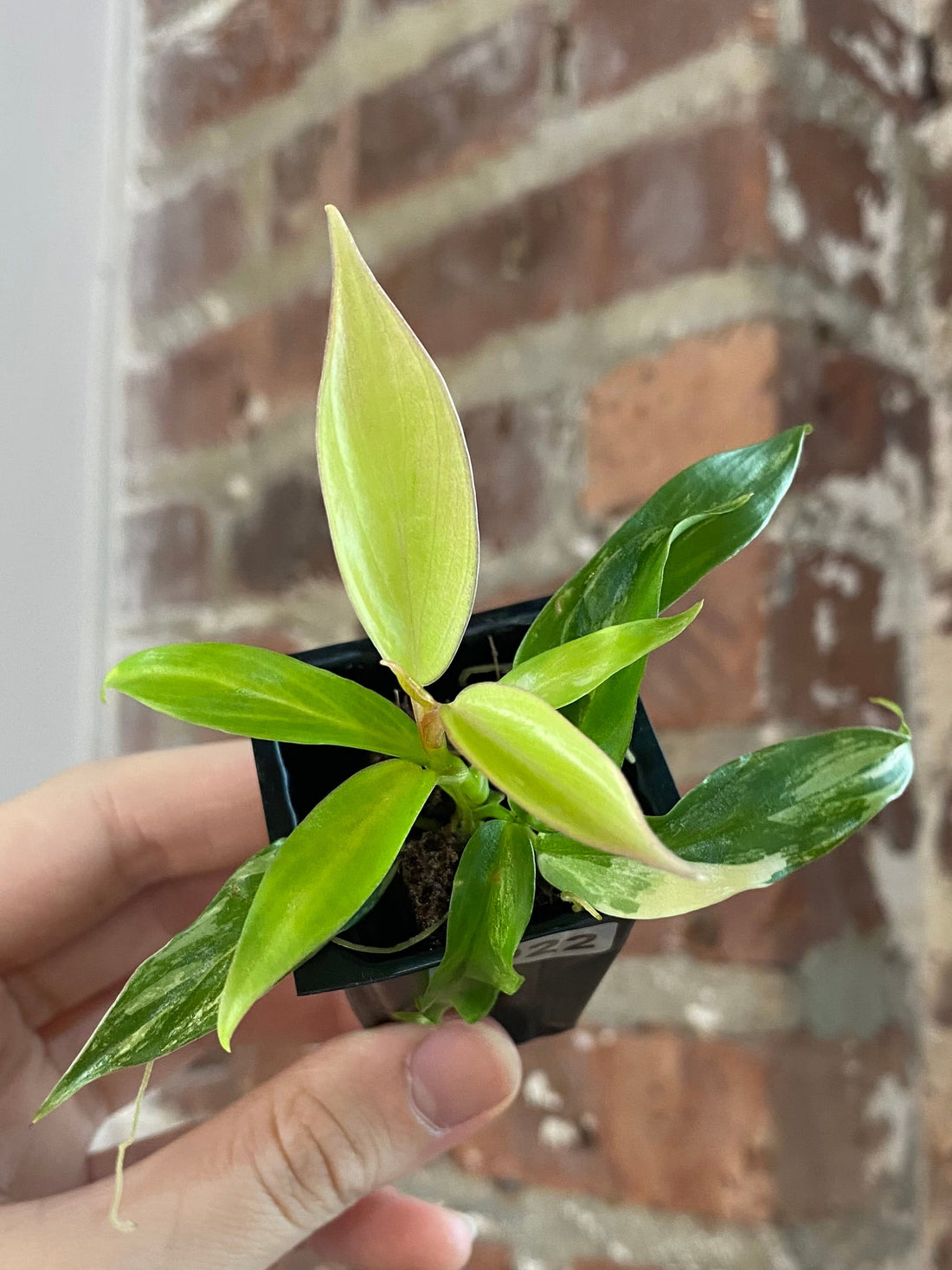 Philodendron Florida Beauty x Tortum 3022