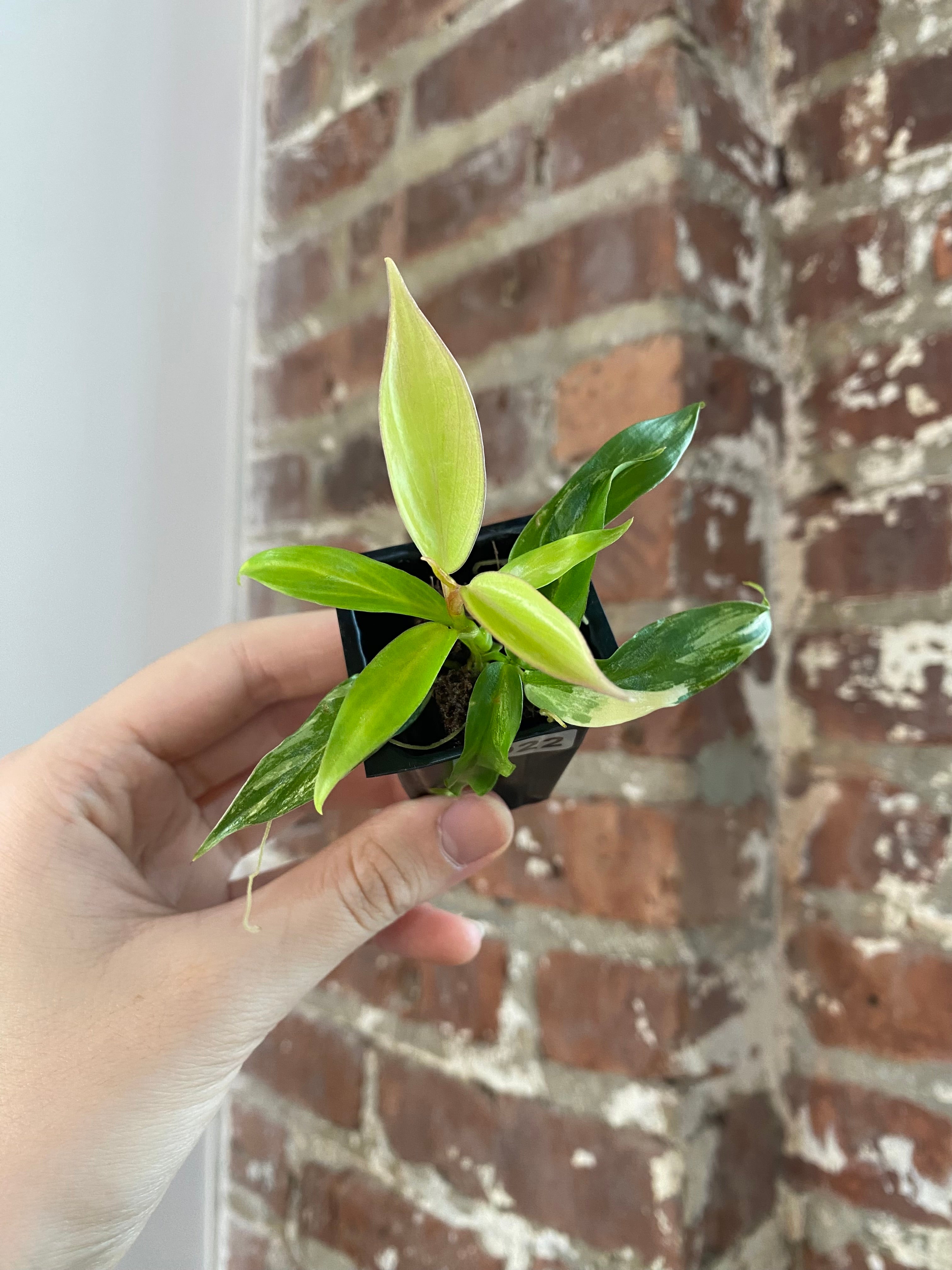 Philodendron Florida Beauty x Tortum 3022