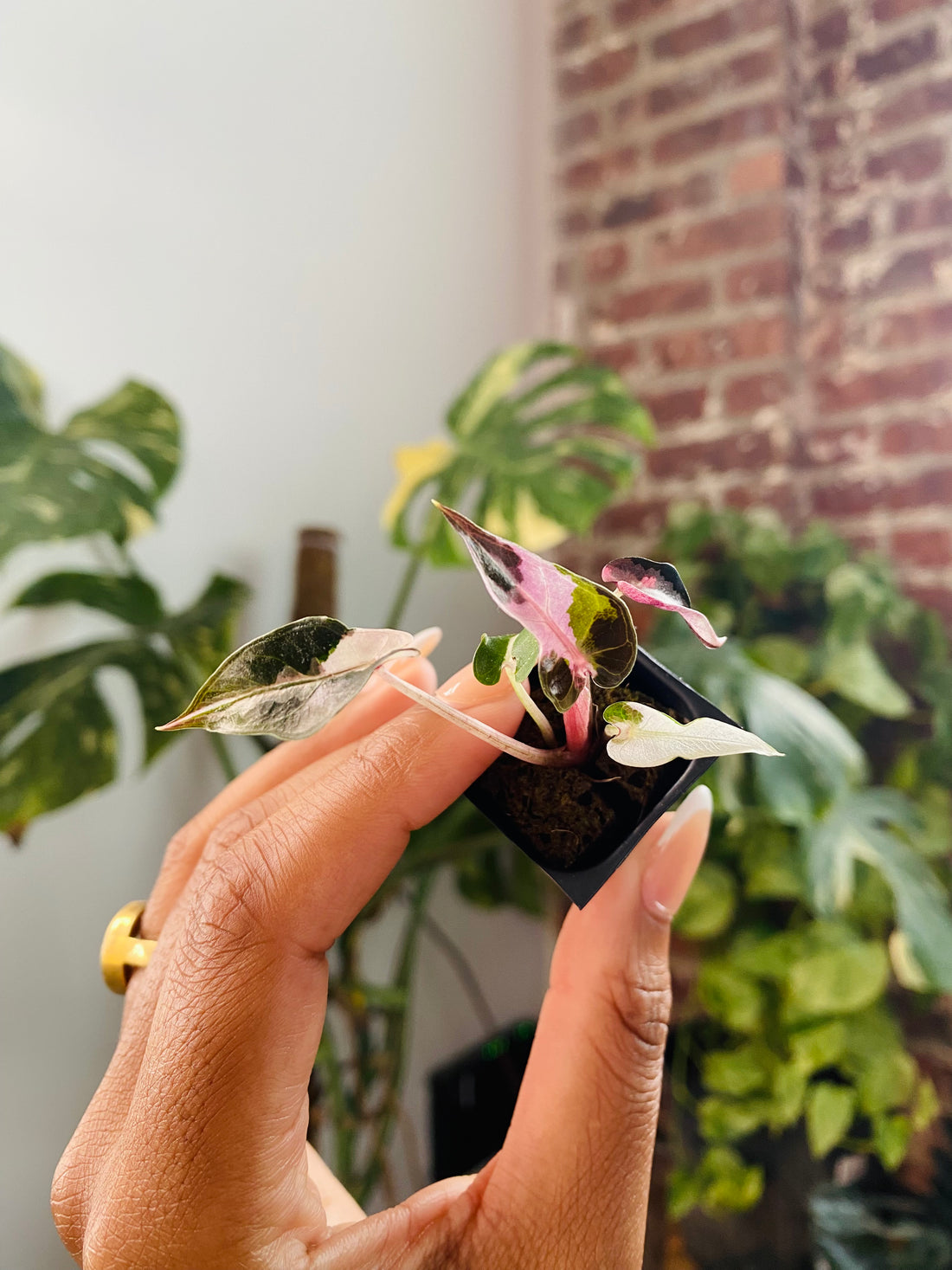 Alocasia Bambino Var. 