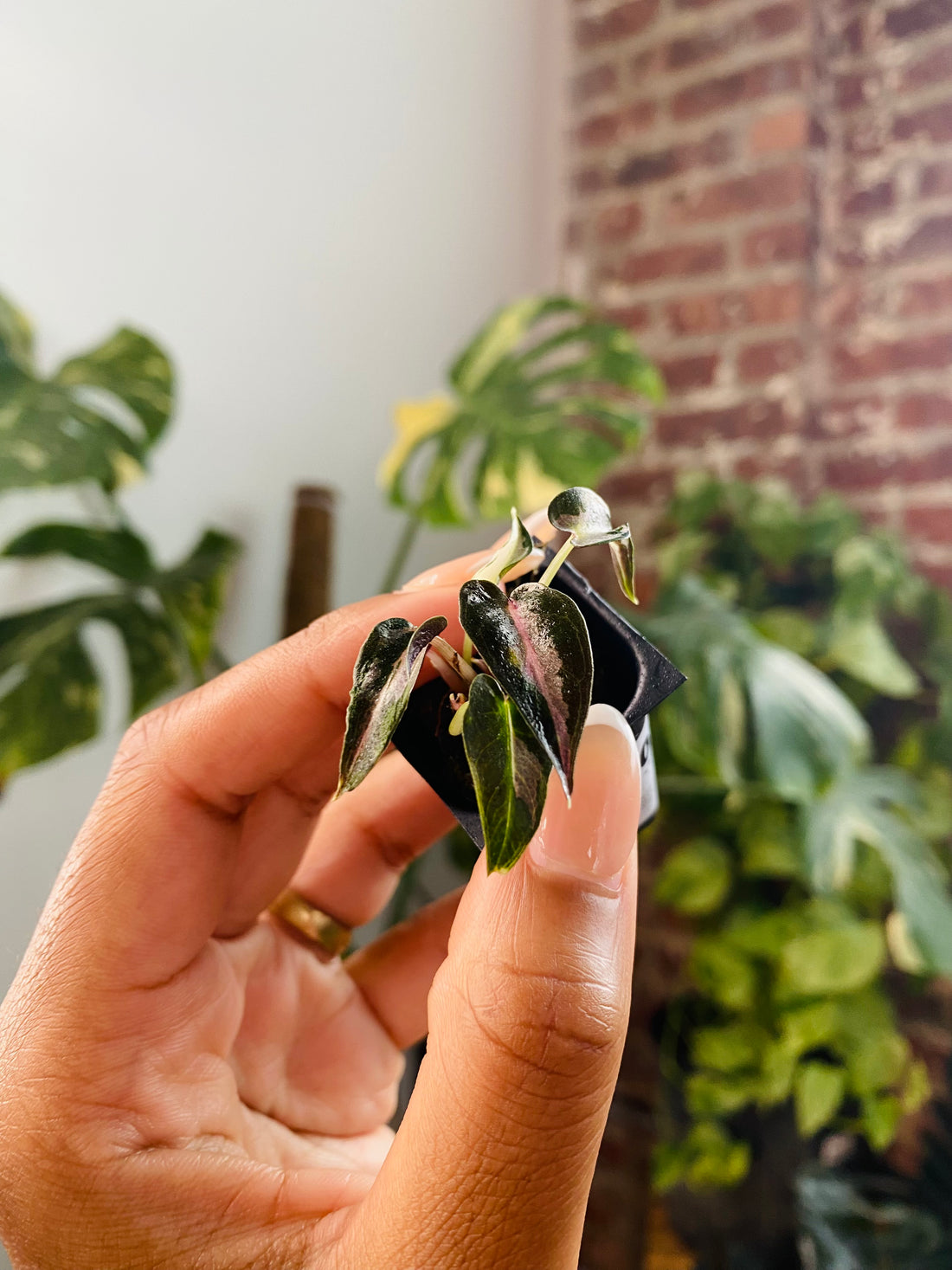 Alocasia Bambino Var. 