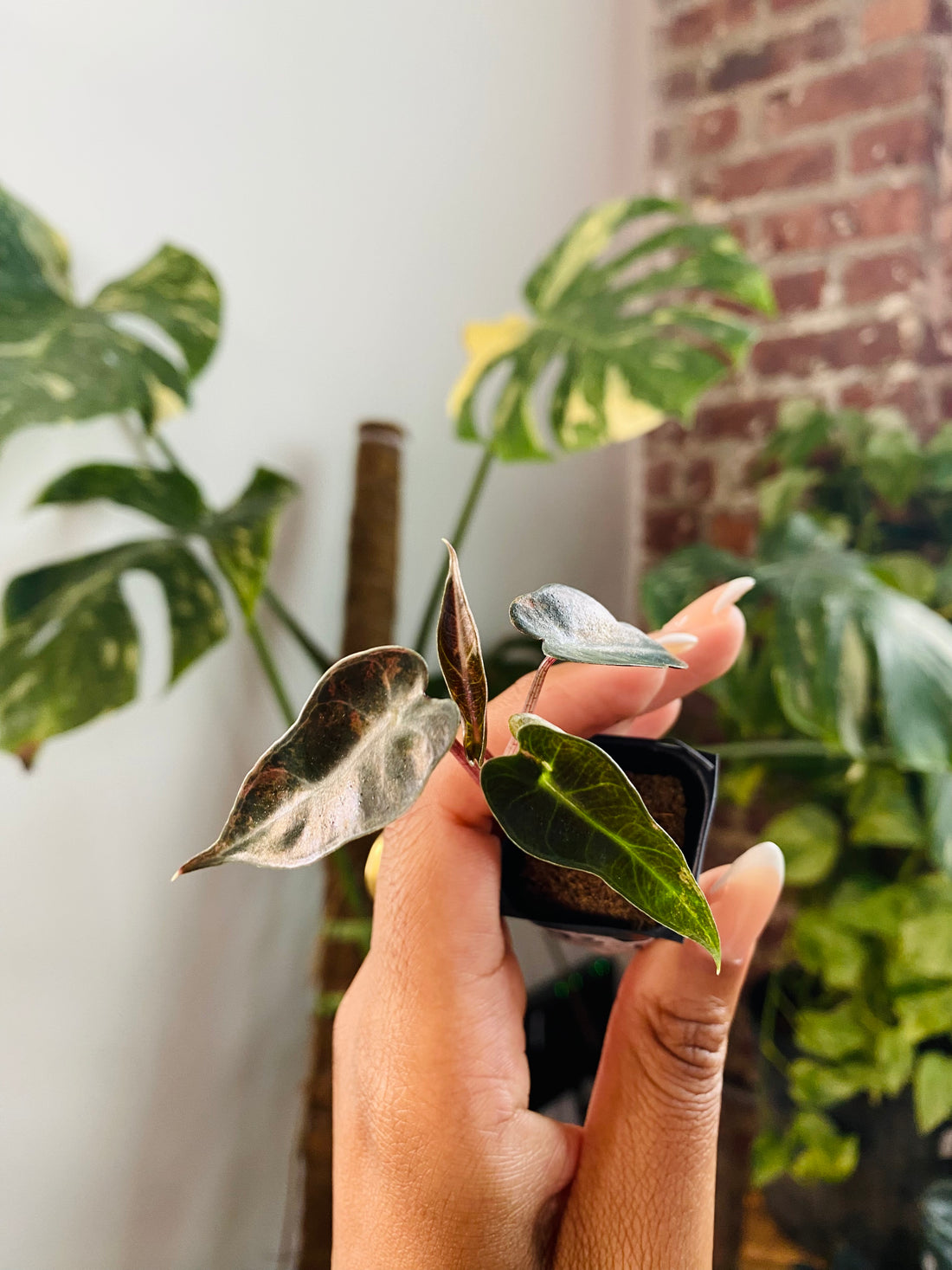 Alocasia Bambino Var. 