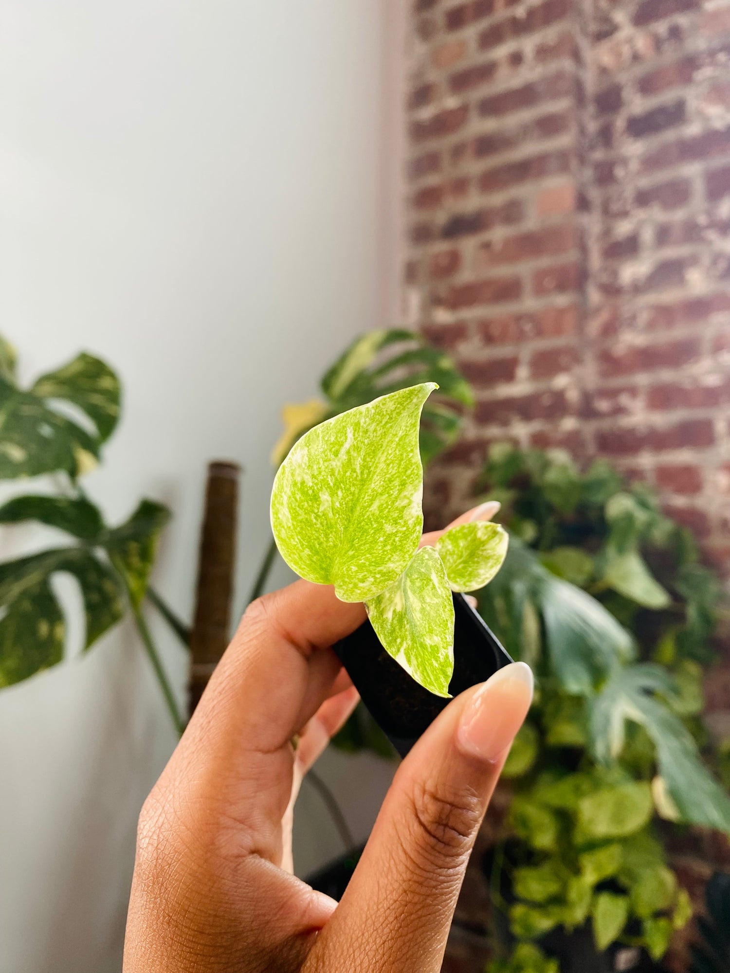 Monstera Green Snow 