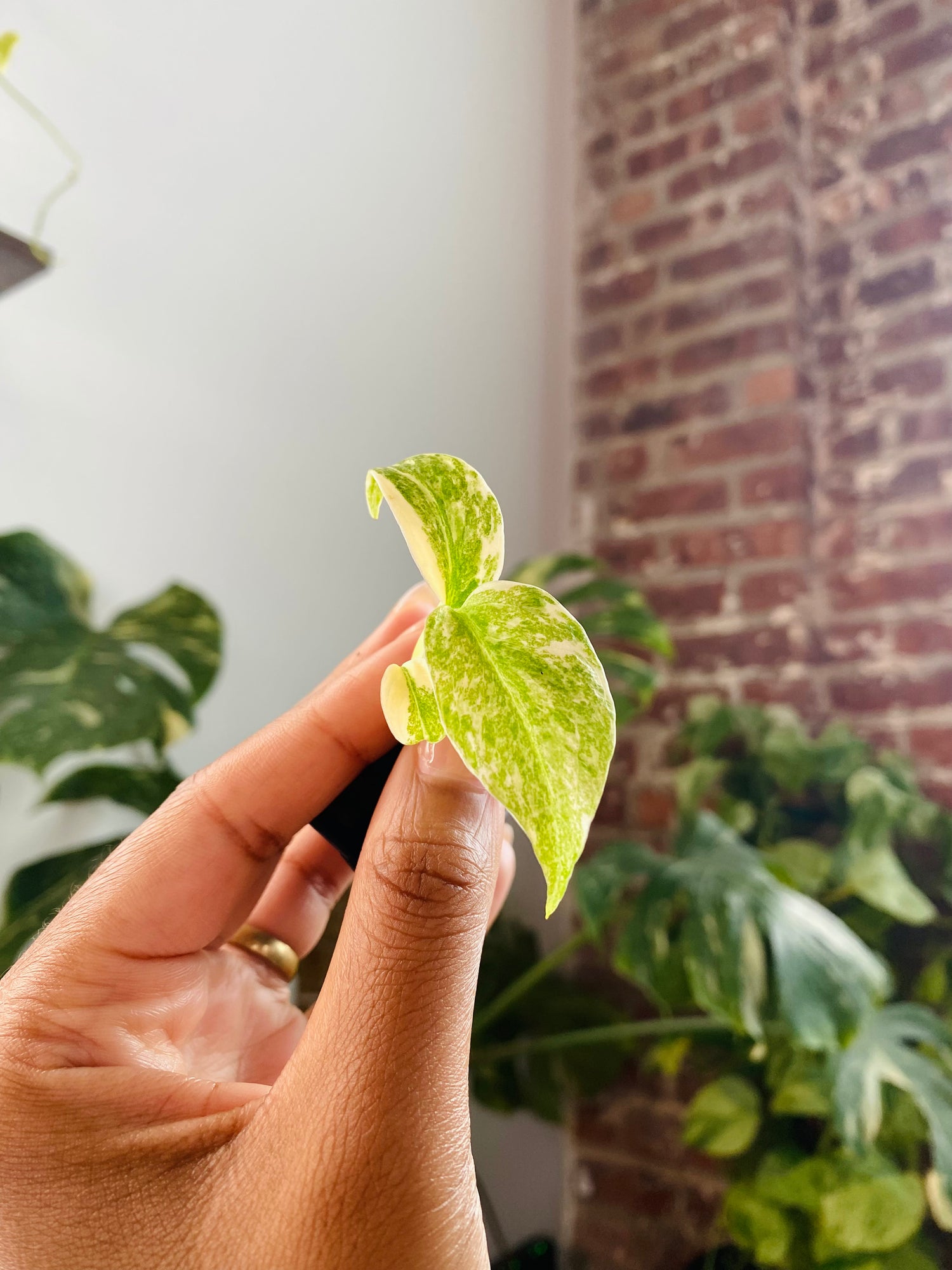 Monstera Green Snow 