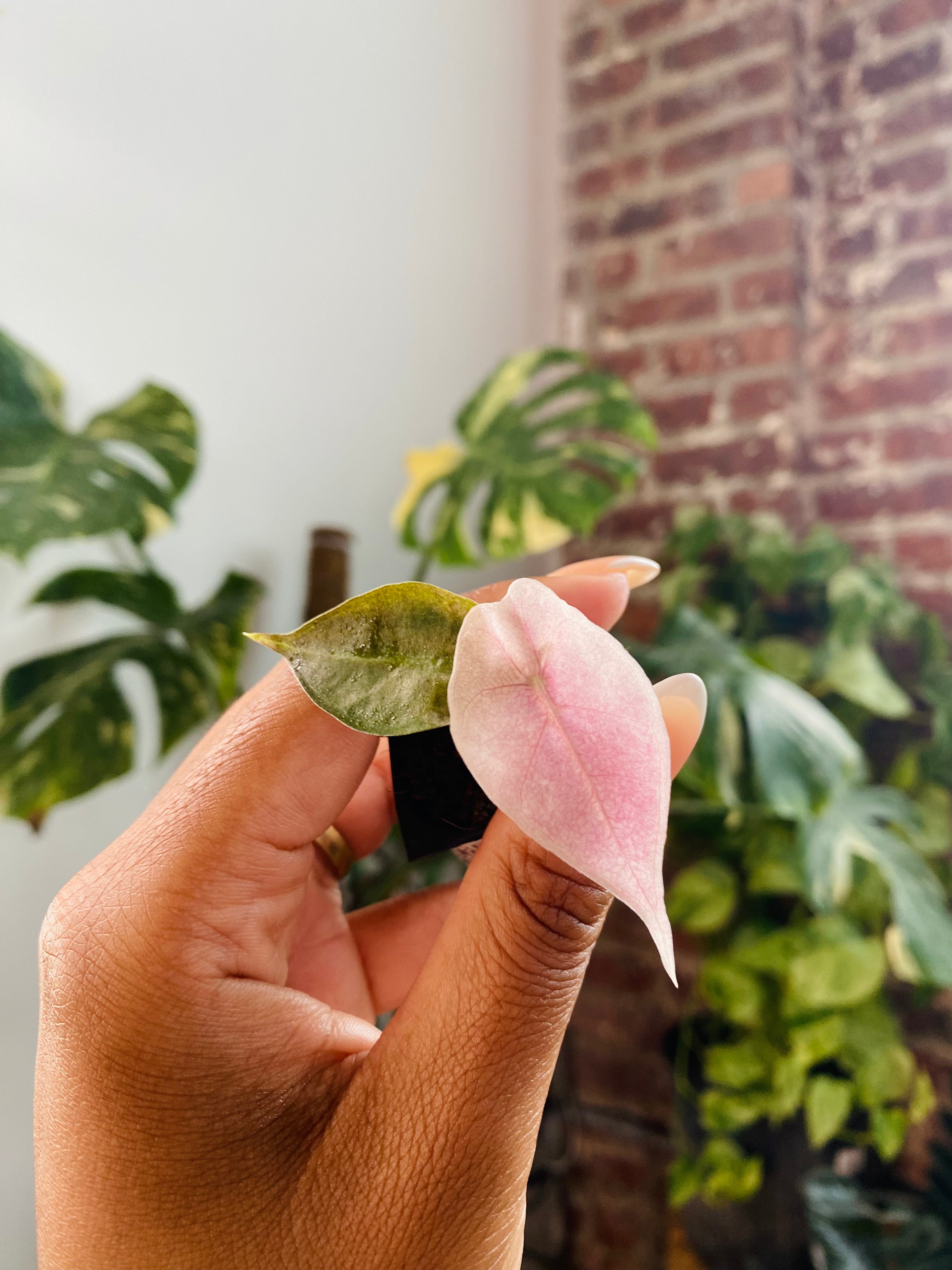 Alocasia Polly Pink Mint 