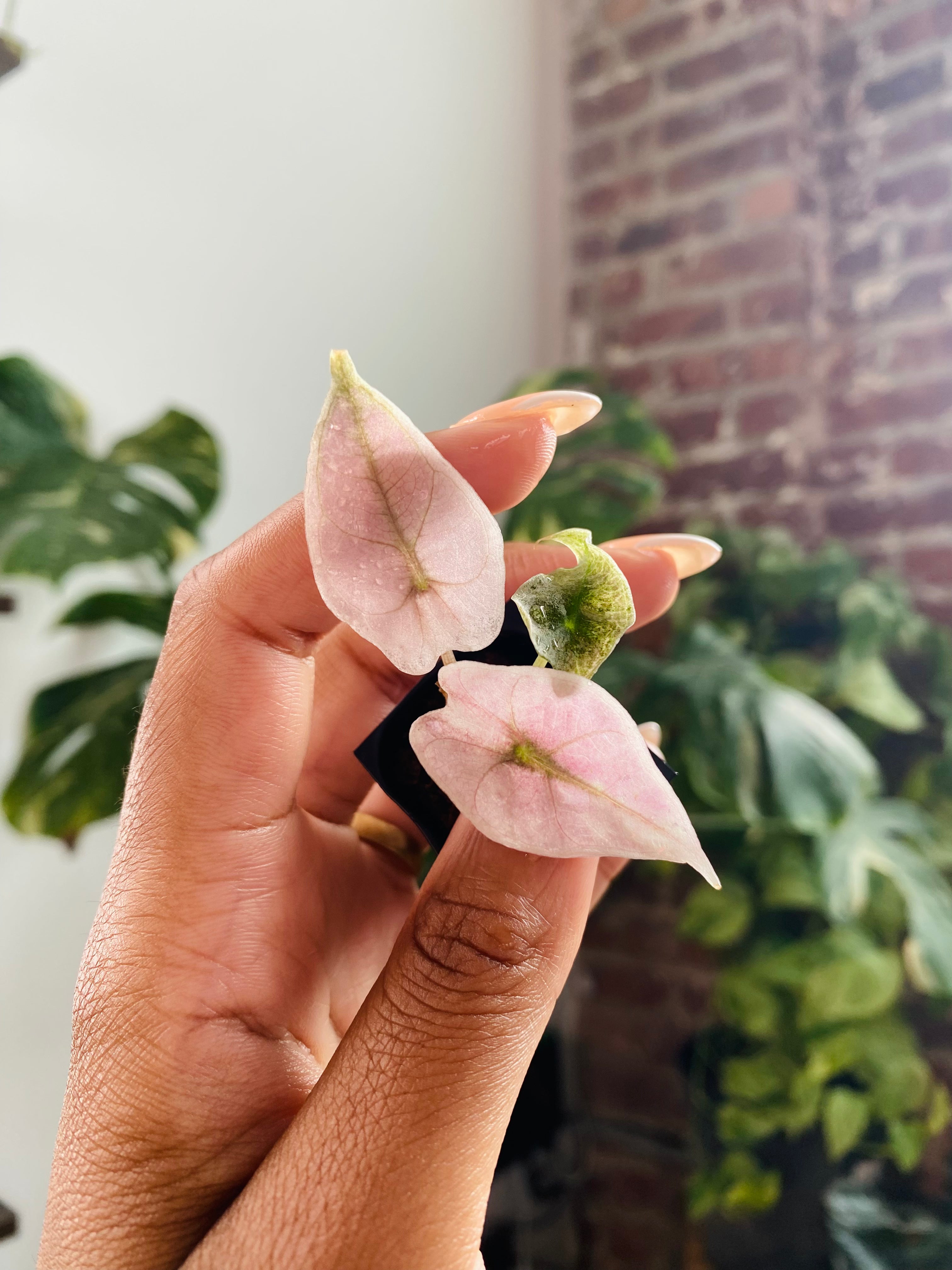 Alocasia Polly Pink Mint 