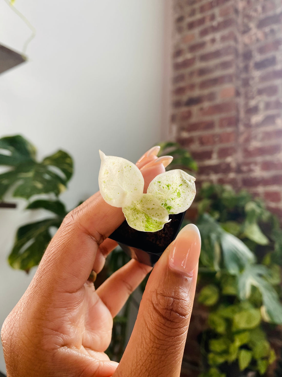 Alocasia Dragonscale Mint 93-11