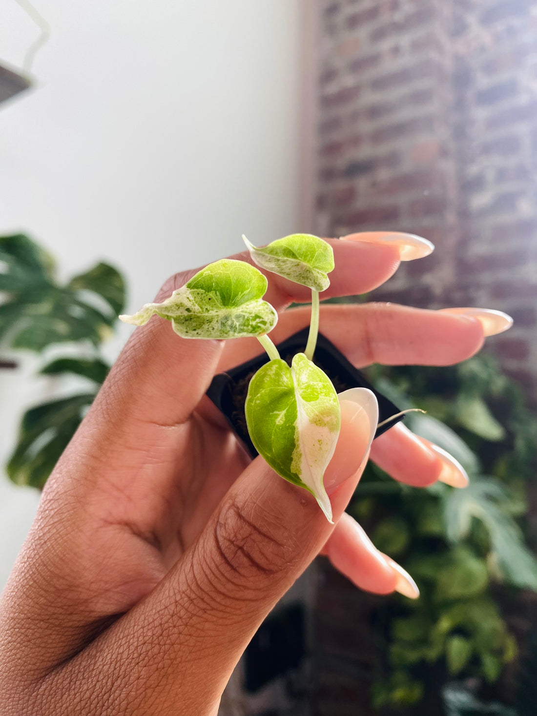 Alocasia Dragonscale Mint 93-12