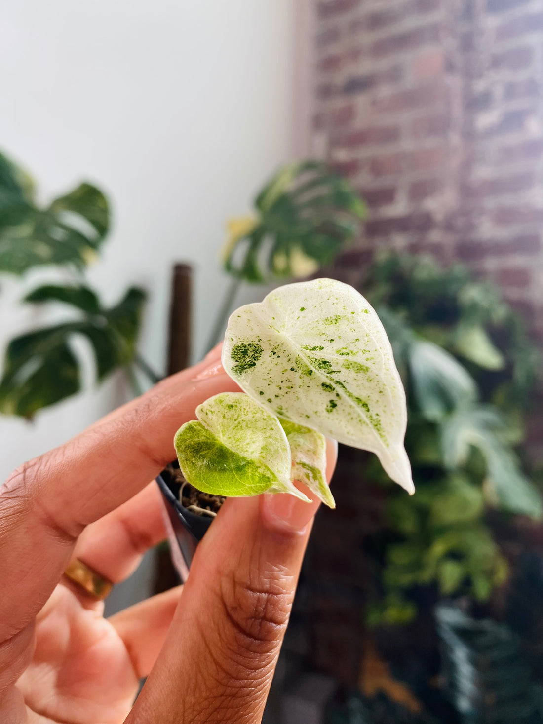 Alocasia Dragonscale Mint 93-13