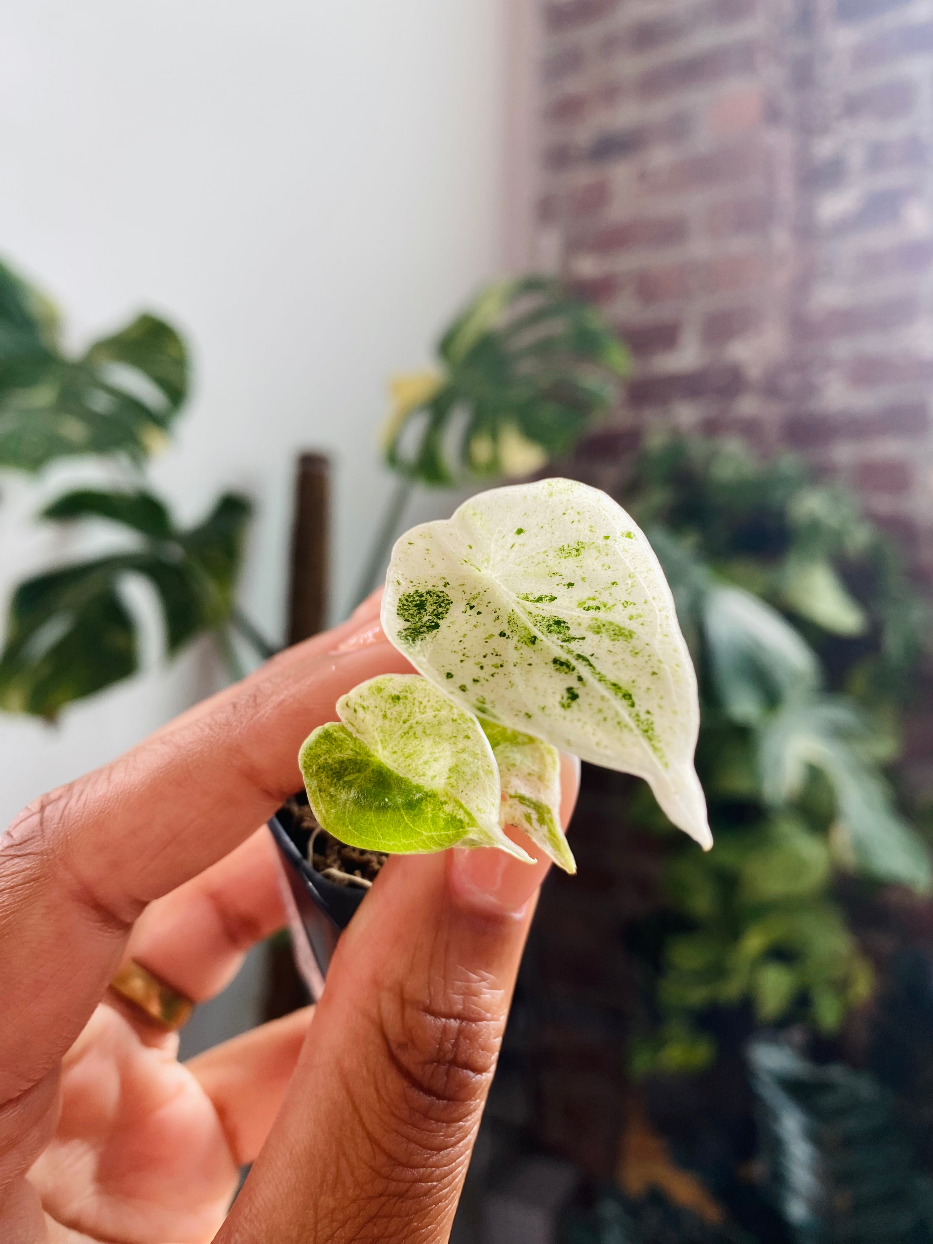 Alocasia Dragonscale Mint 93-13