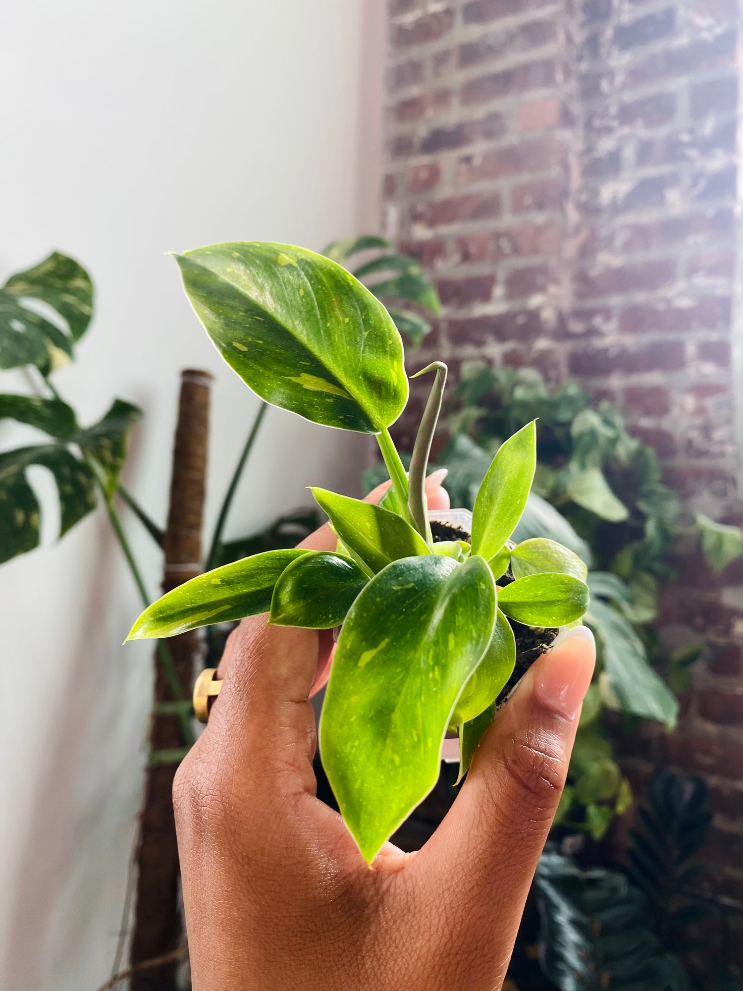 Philodendron Green Congo 