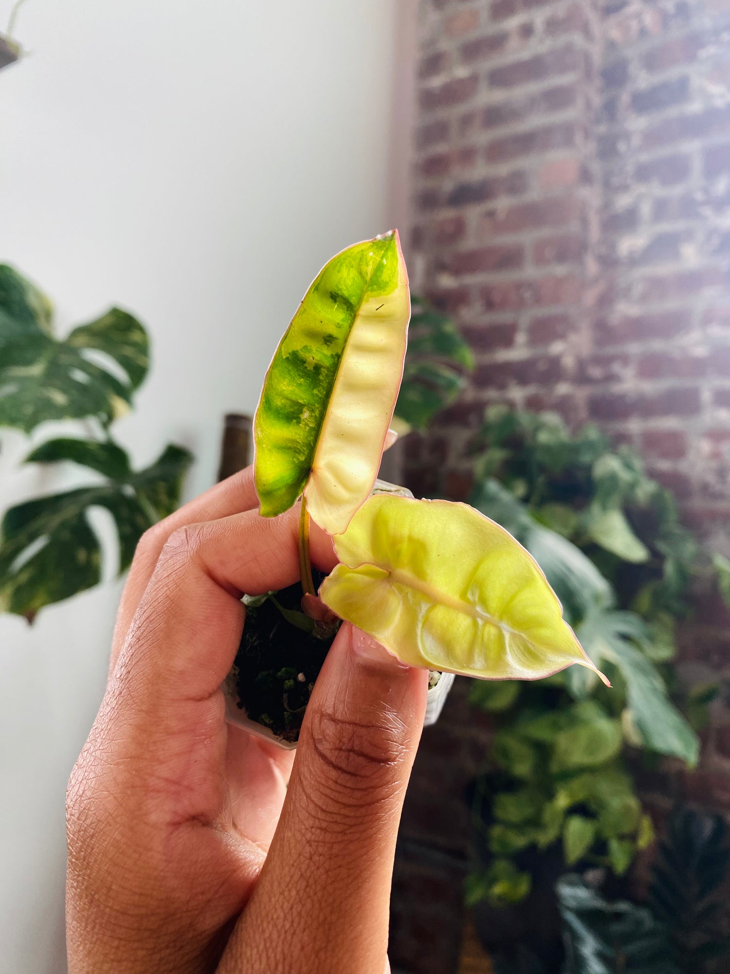 Philodendron Billietiae Var. 