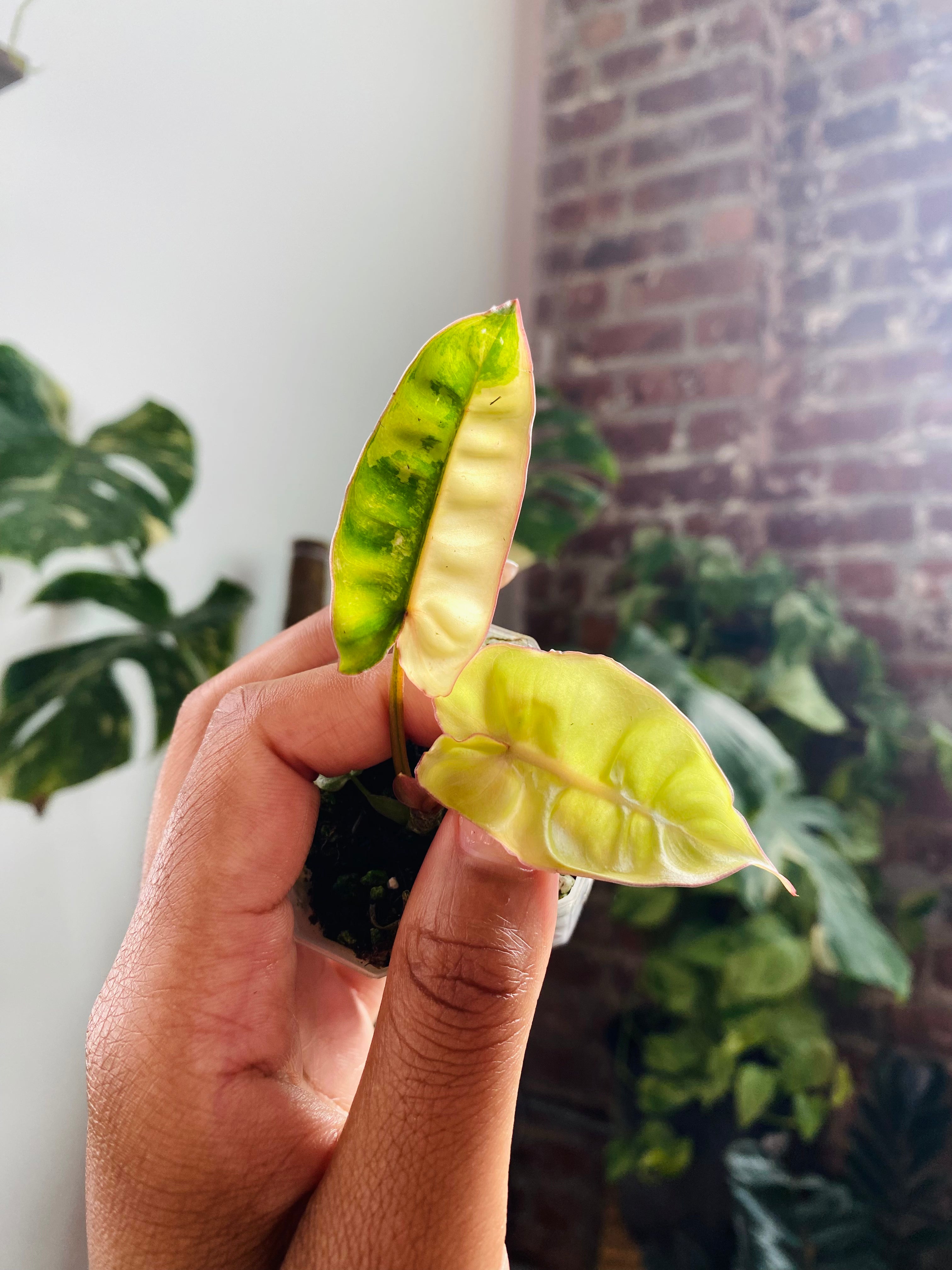 Philodendron Billietiae Var. 
