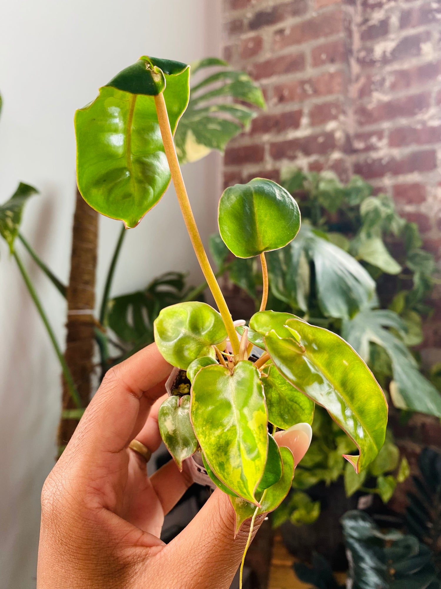 philodendron billietiae Philodendron Billietiae Var. #93-26