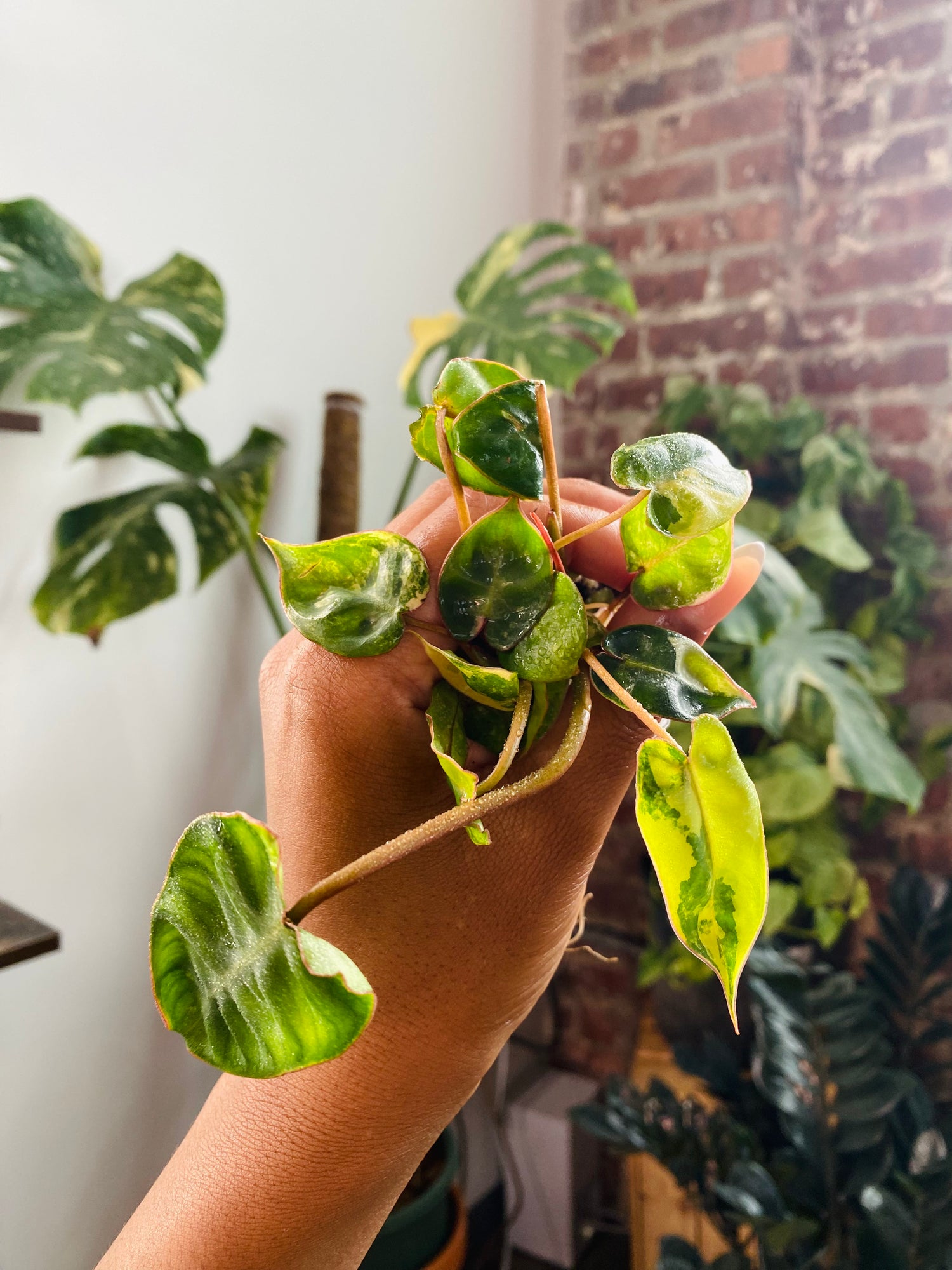 Philodendron Billietiae Var. 
