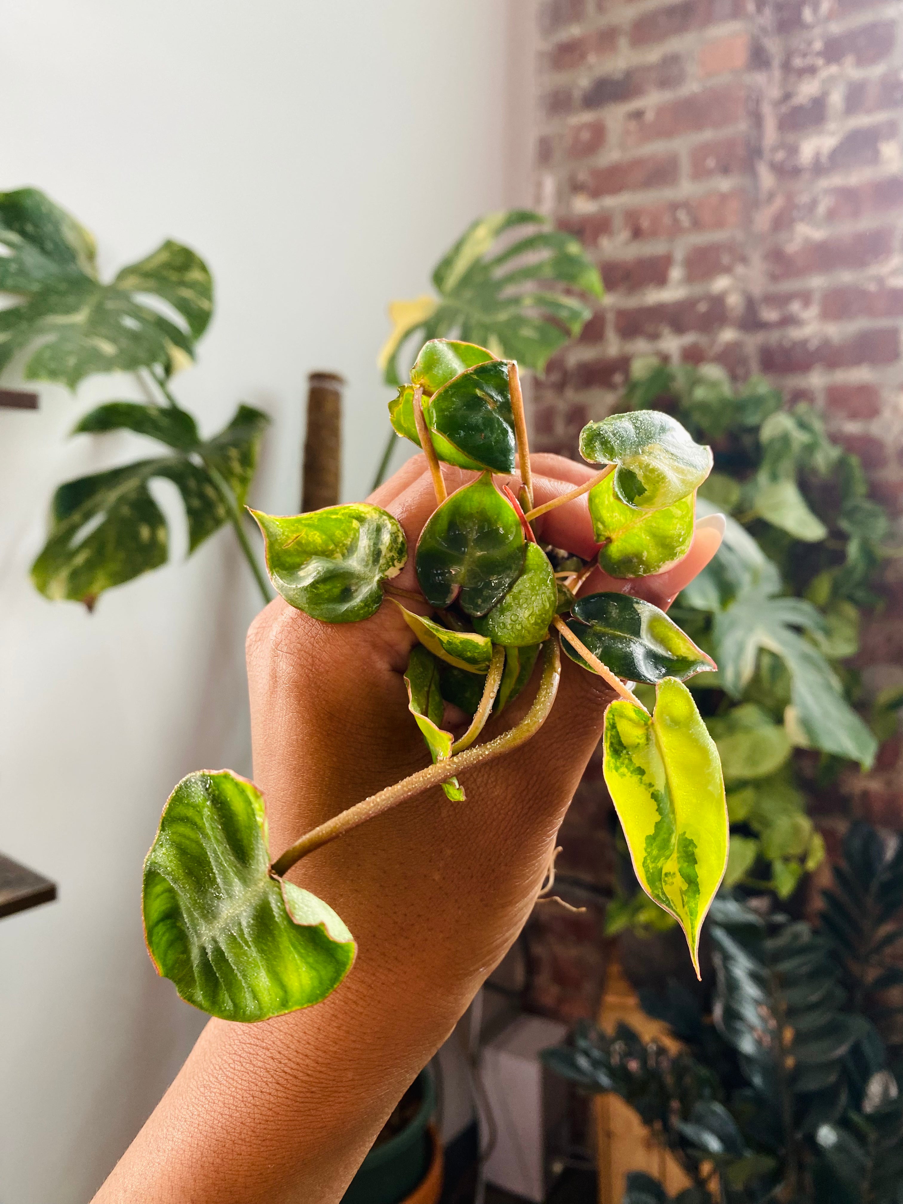 Philodendron Billietiae Var. 