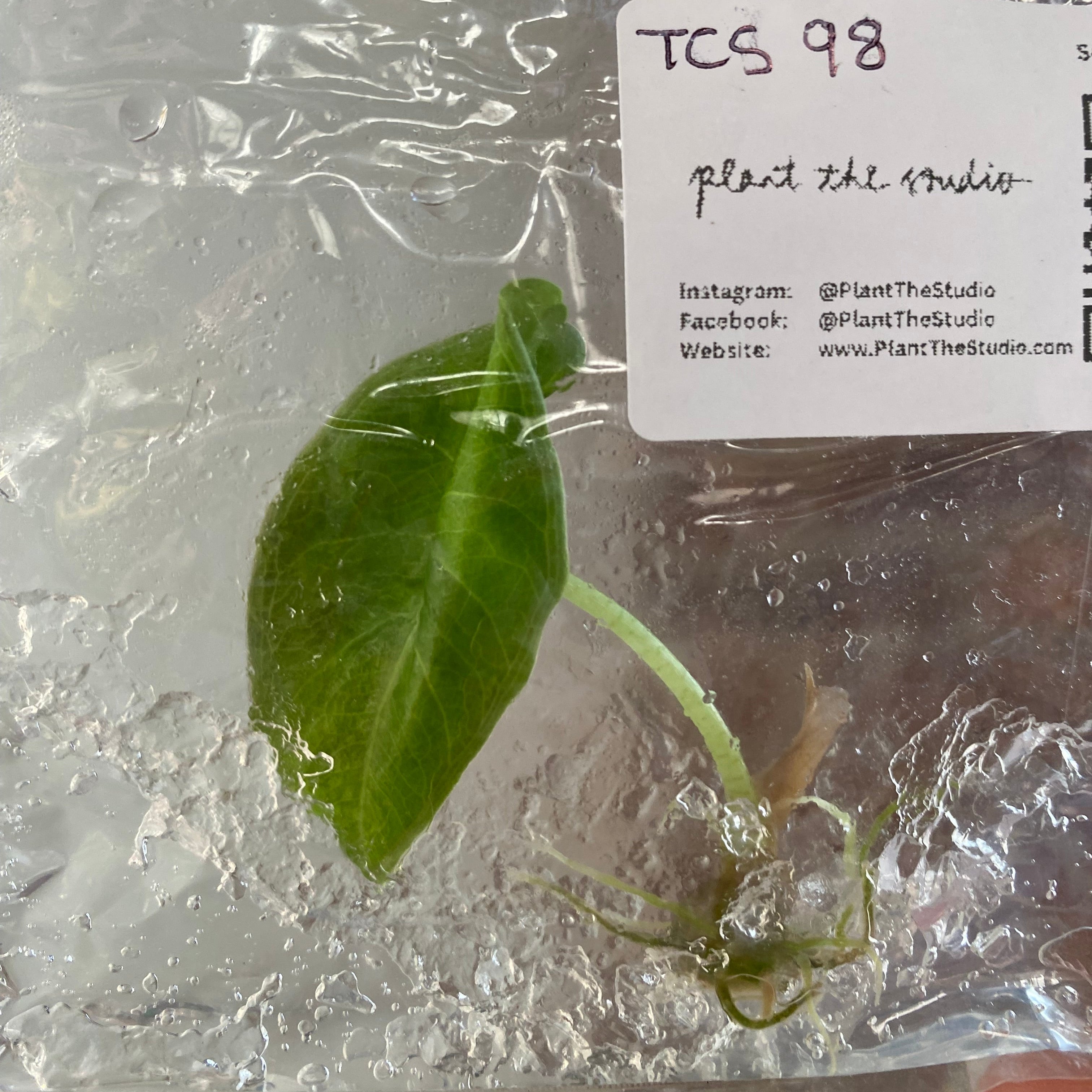 Alocasia Longiloba Purple TCS 98