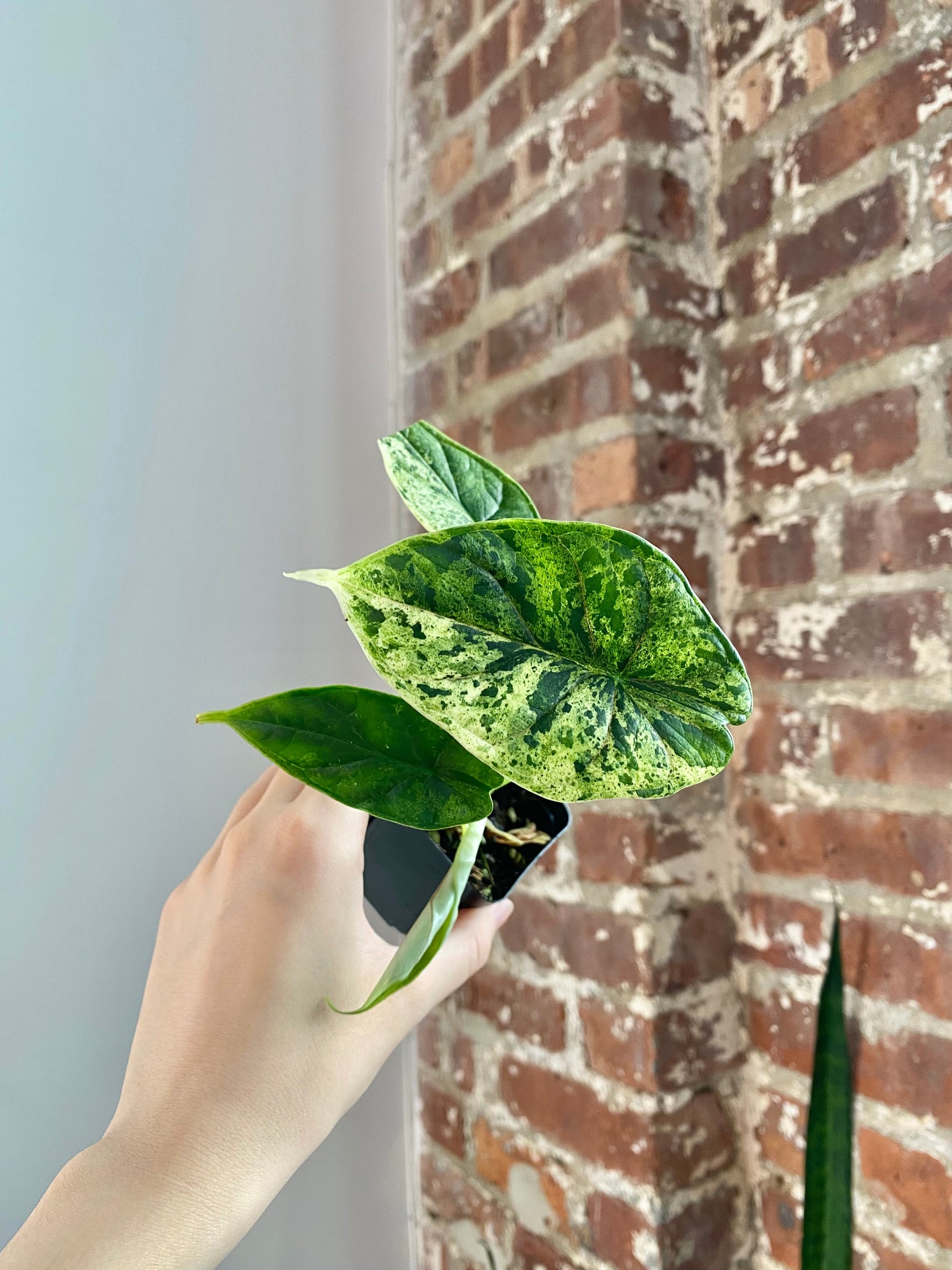 Alocasia Dragonscale Mint (Potted) 3035