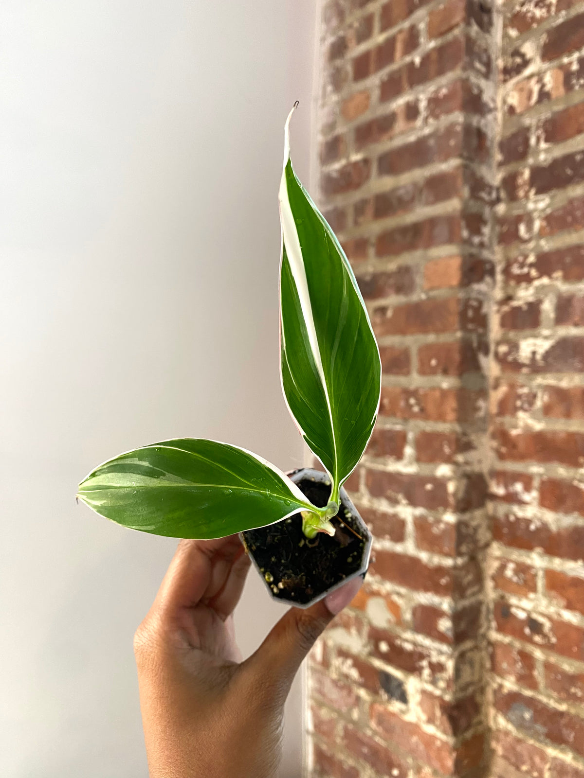 Musa Florida Variegated Potted 3645