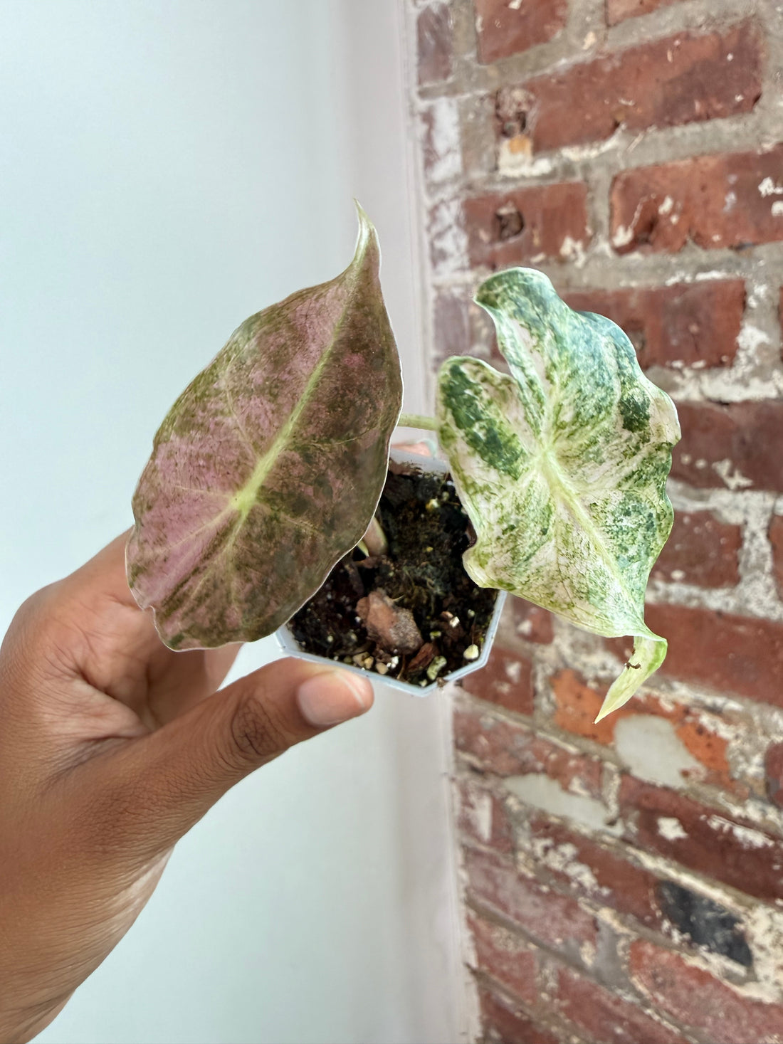 Alocasia Black Satun "Stardust"  Potted 3943