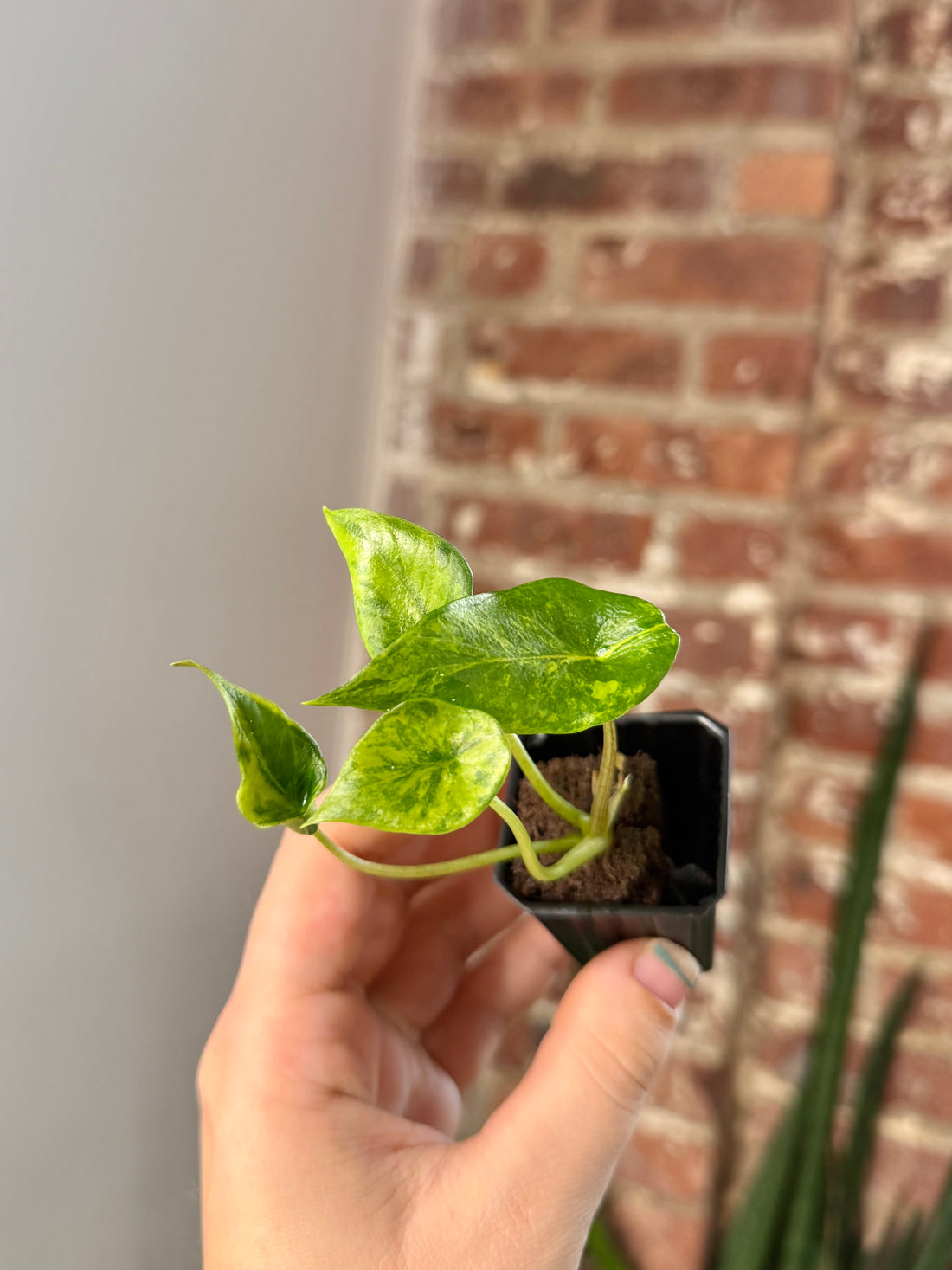 Alocasia Scalprum Aurea 3154