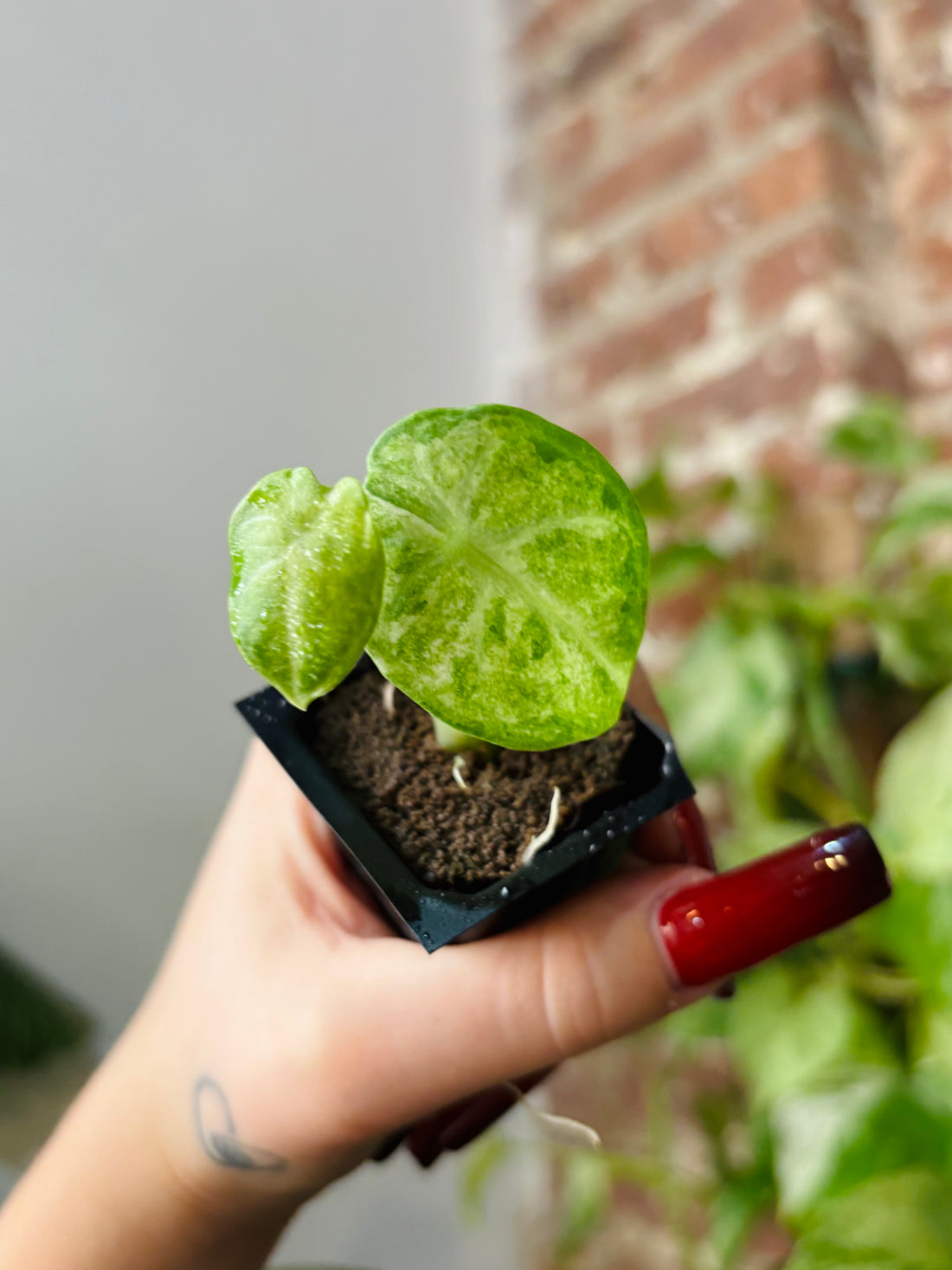 Alocasia Ninja Tricolor 0988