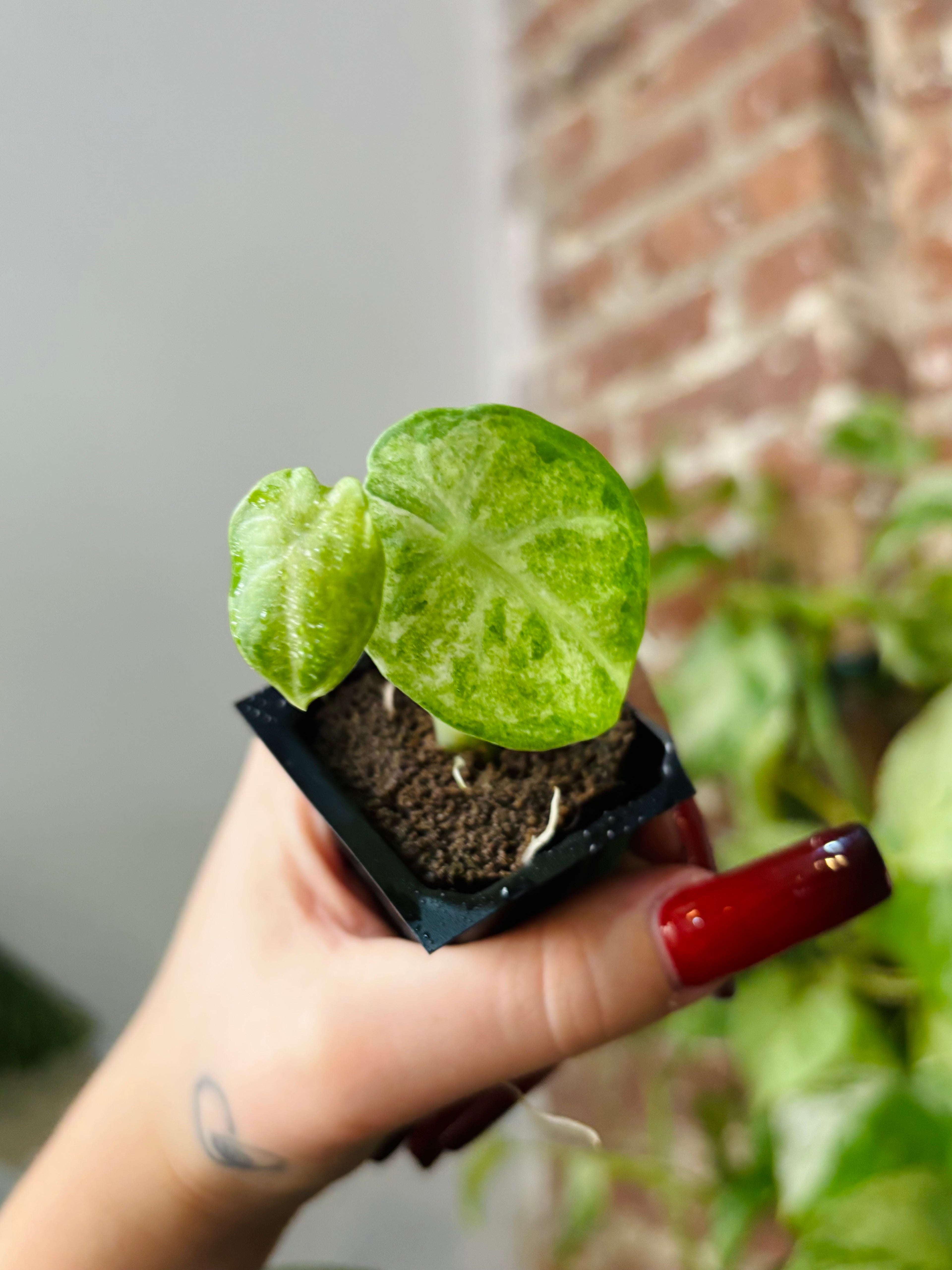 Alocasia Ninja Tricolor 0988