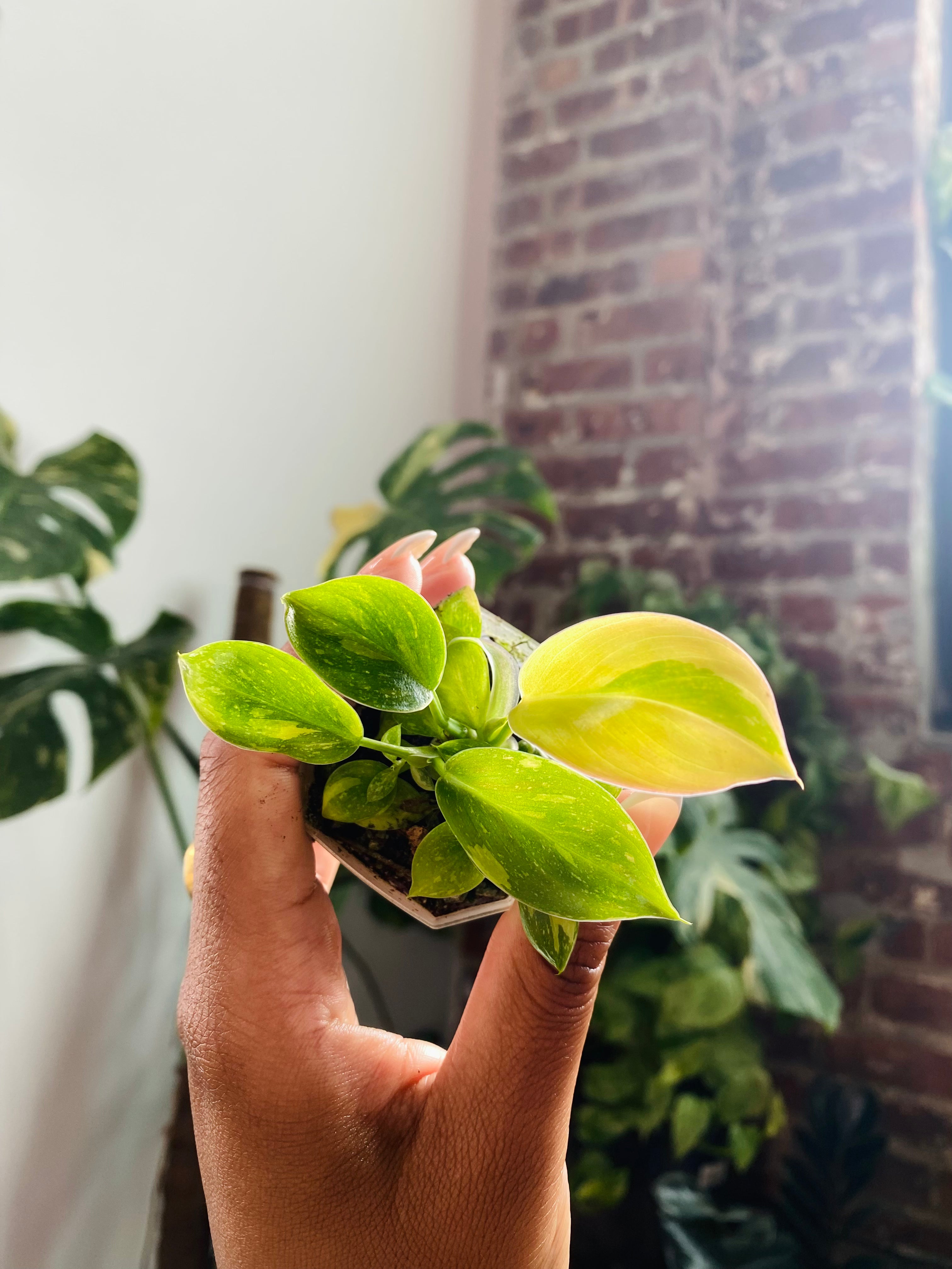 Philodendron Green Congo 