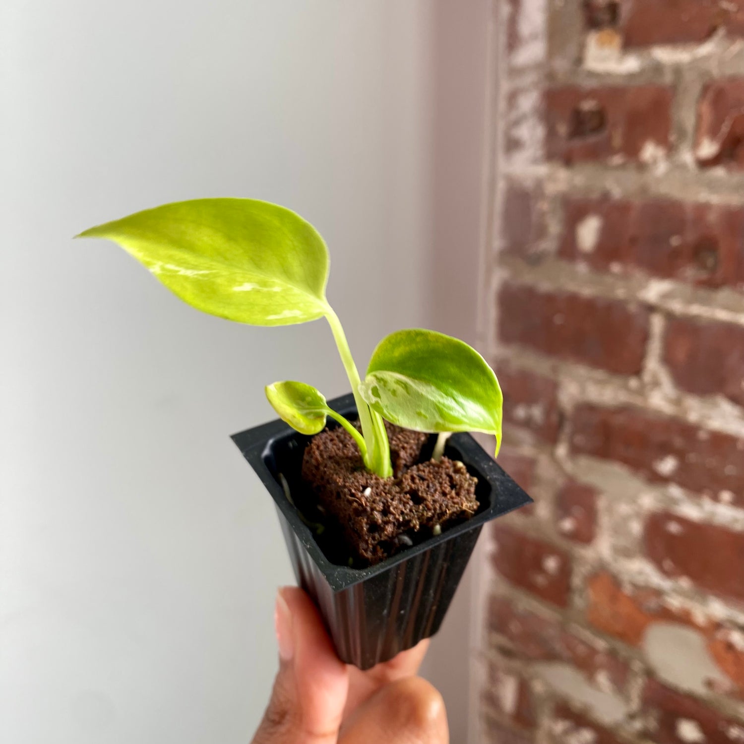 Monstera Bulbasaur 4039
