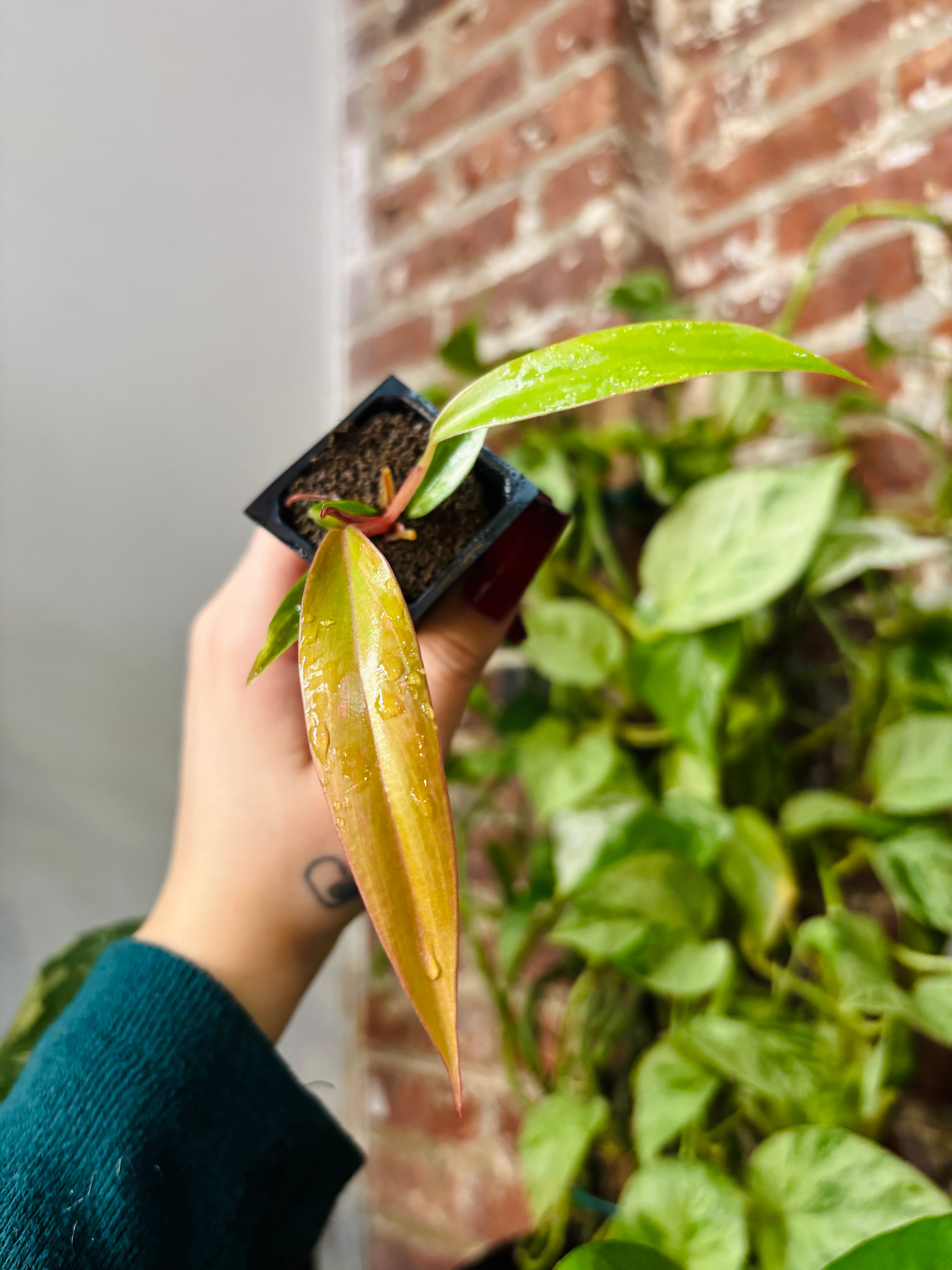 Philodendron Caramel Marble 0961