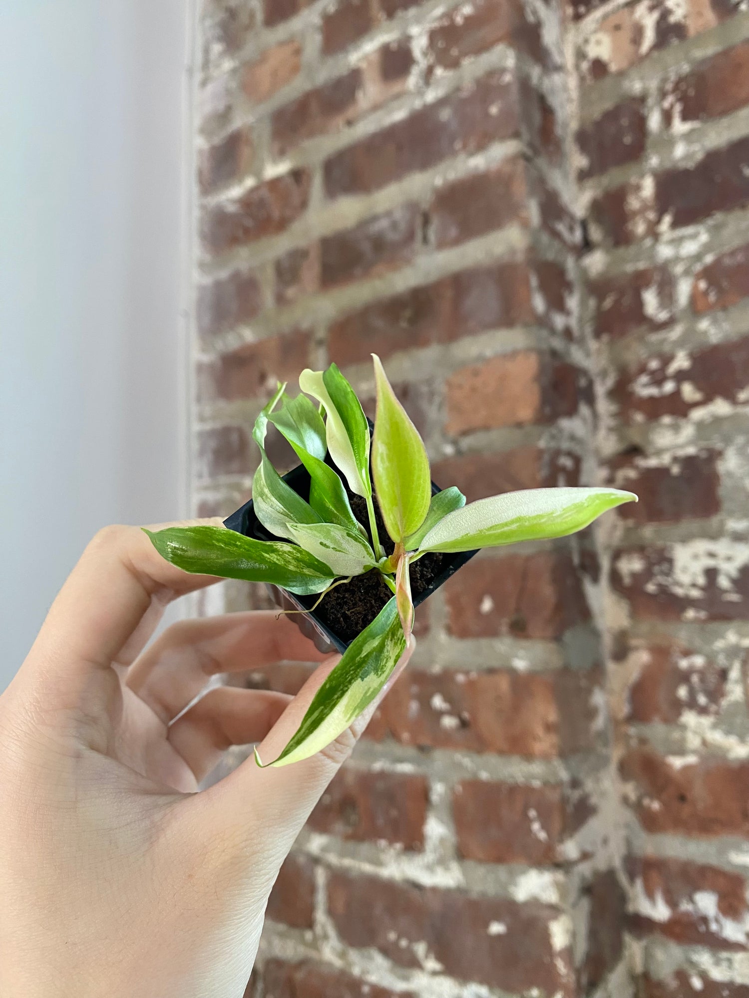 Philodendron Florida Beauty x Tortum 3020