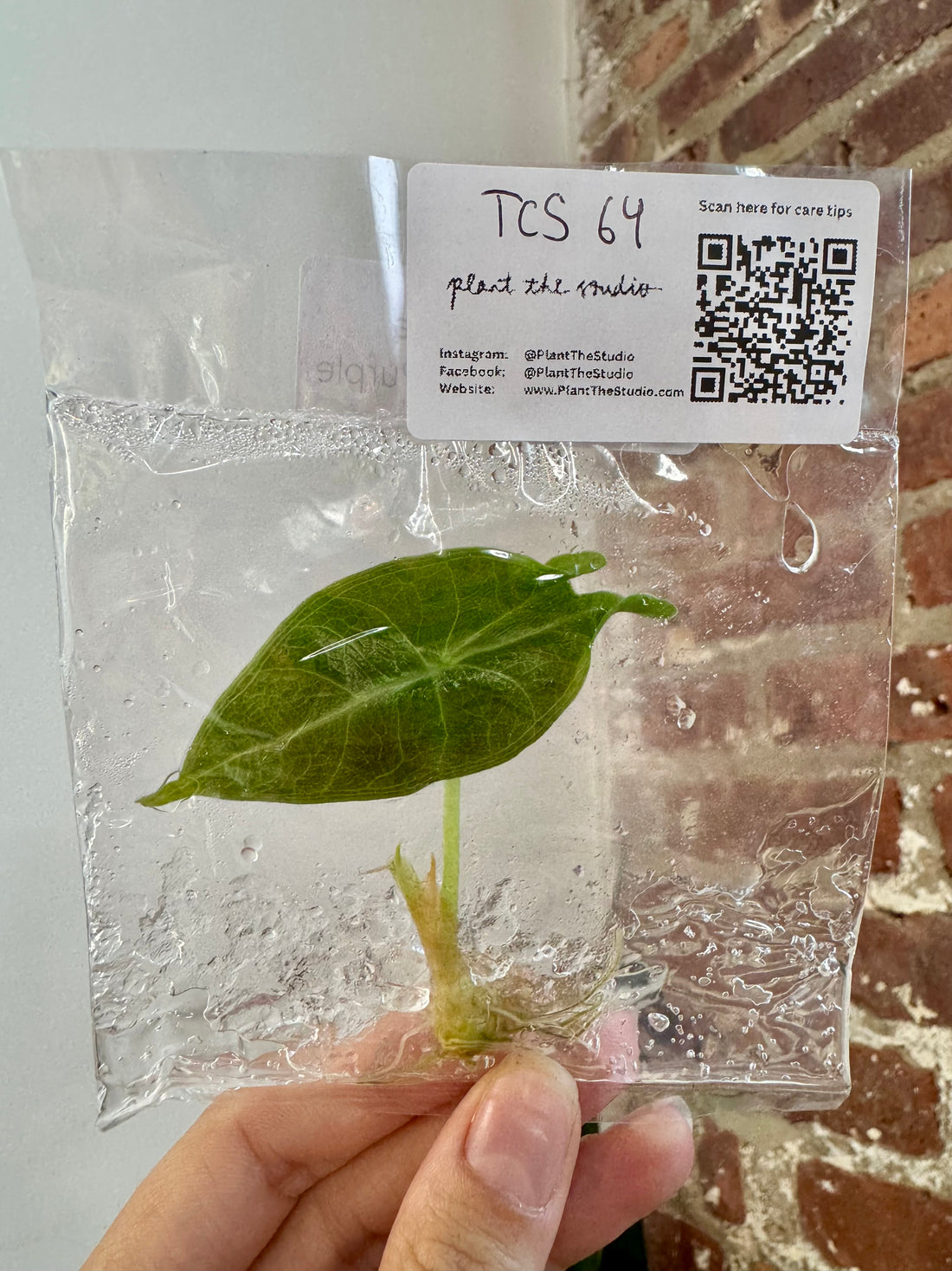 Alocasia Longiloba Purple TCS 64