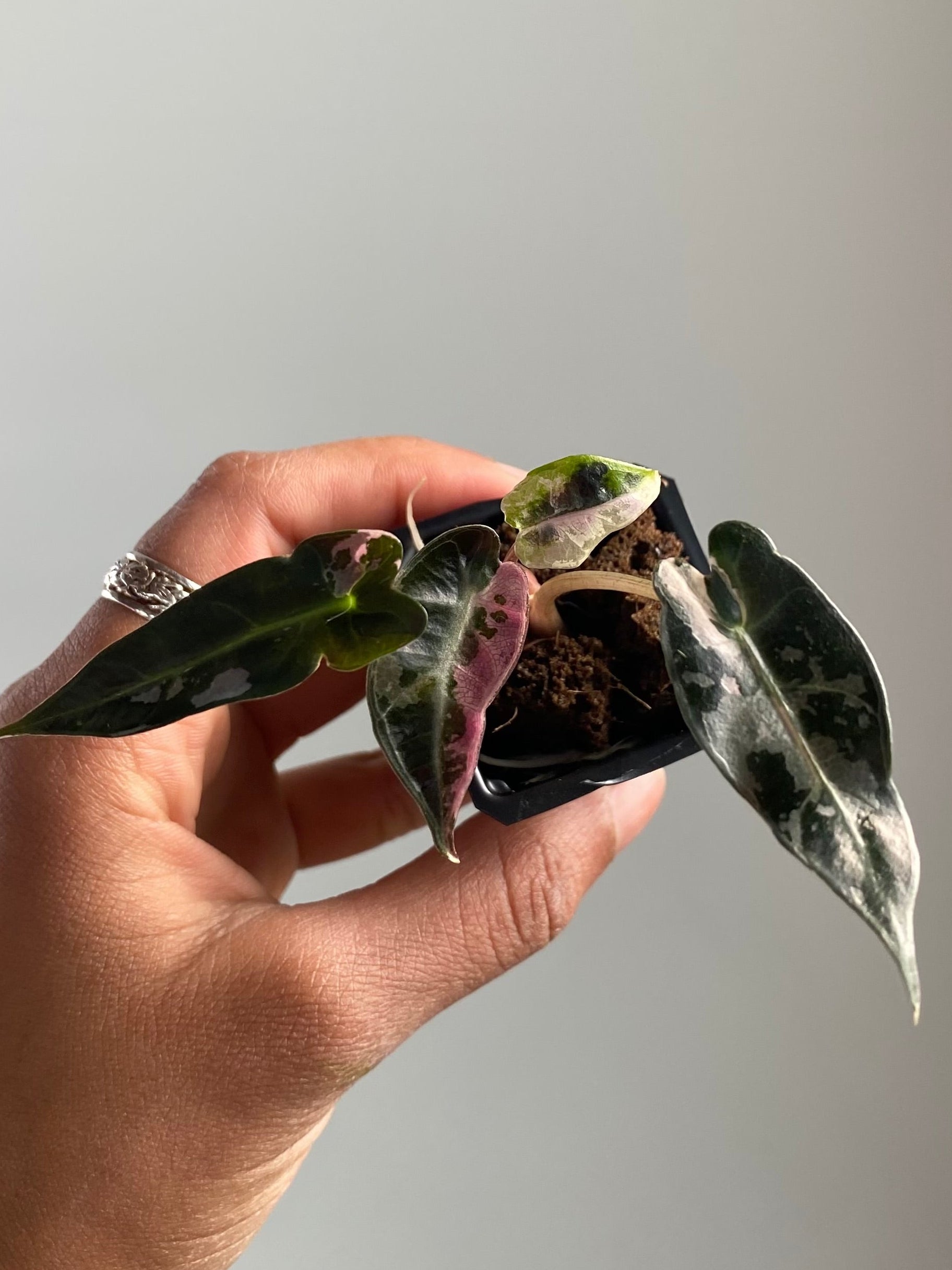 Alocasia Bambino Albo Pink 4570
