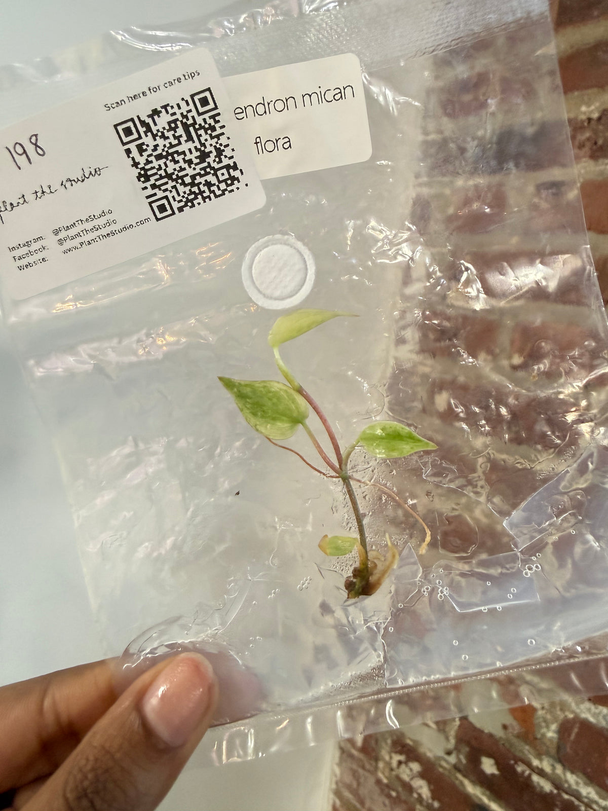 Philodendron Mican Flora TCS 198