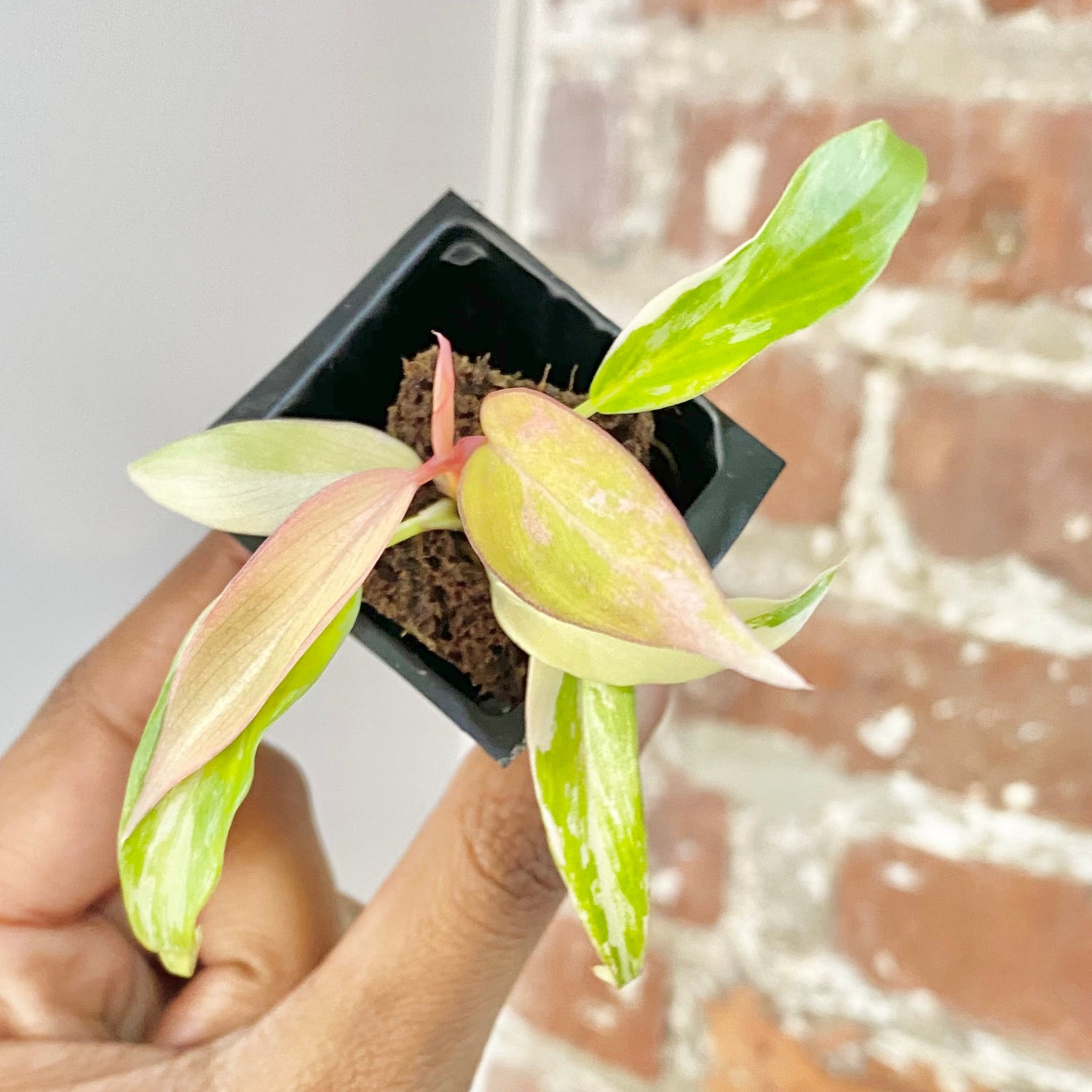 Philodendron Florida Beauty x Tortum 4436