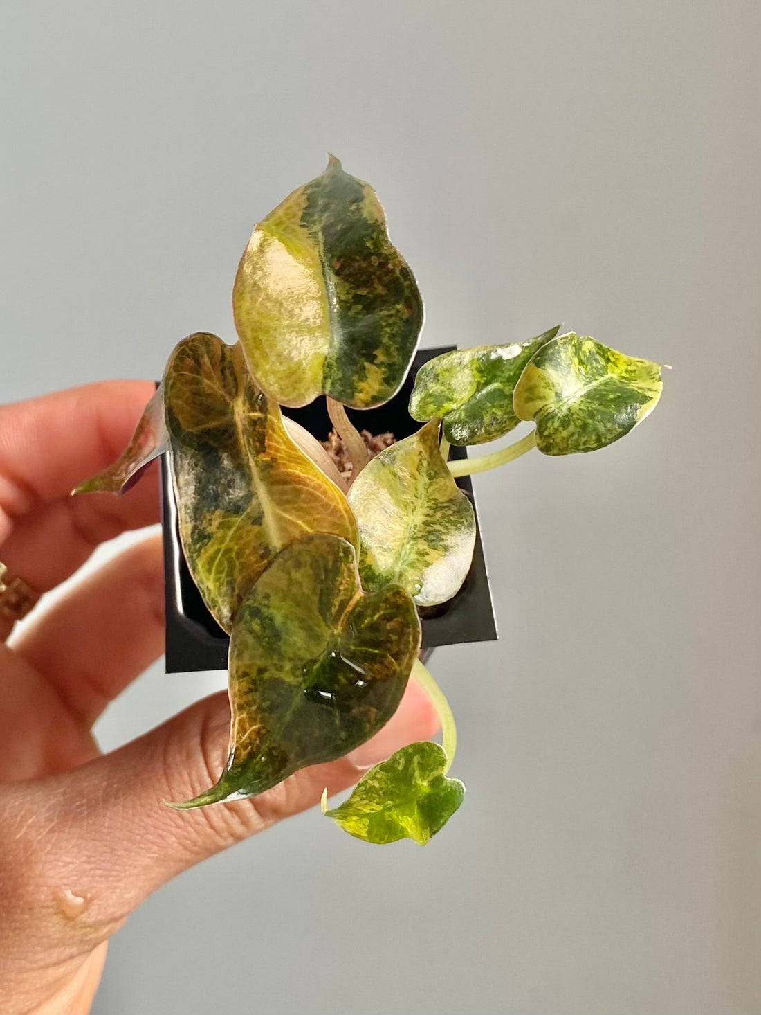 Alocasia Bambino Aurea 4592