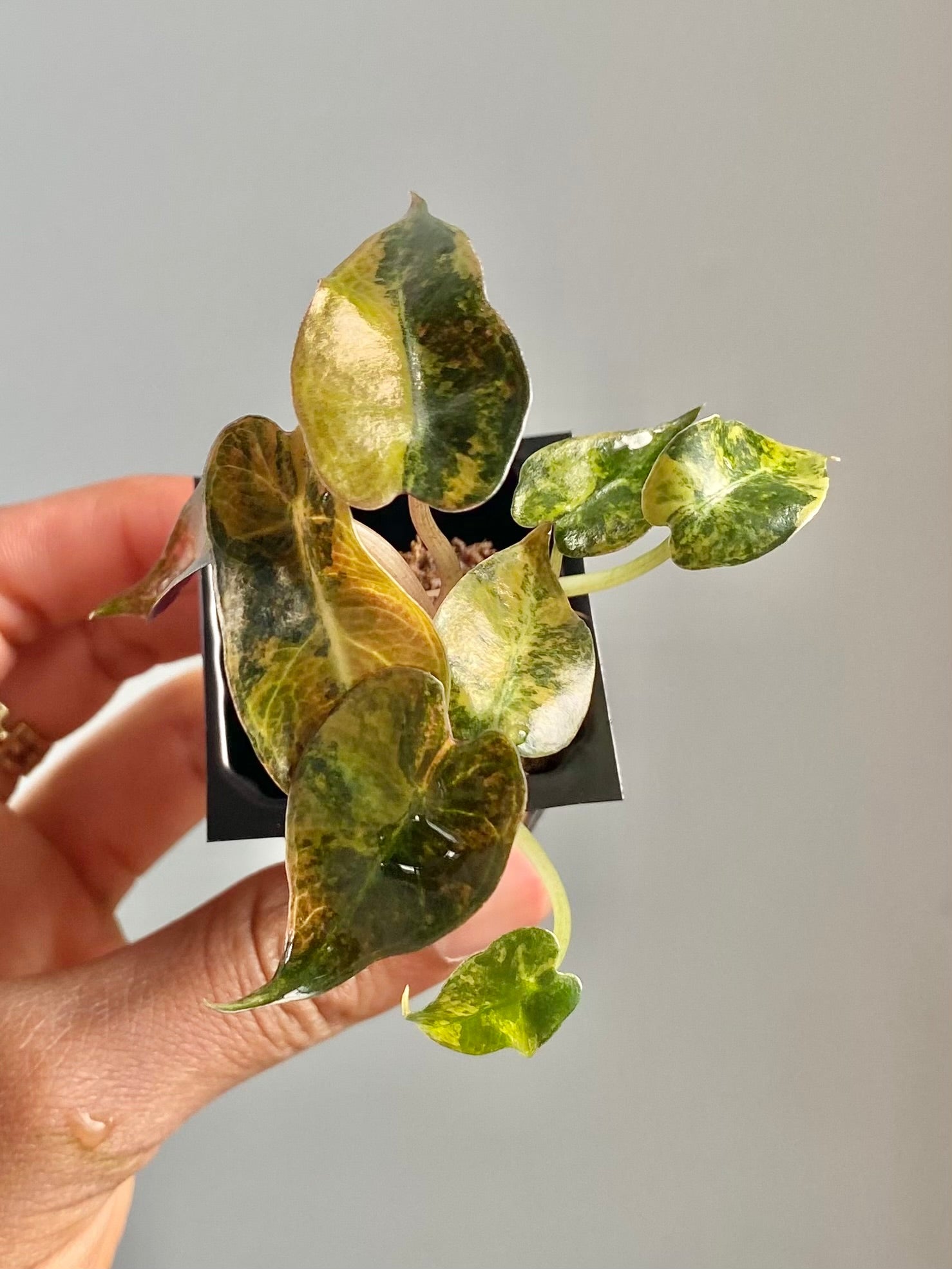 Alocasia Bambino Aurea 4592