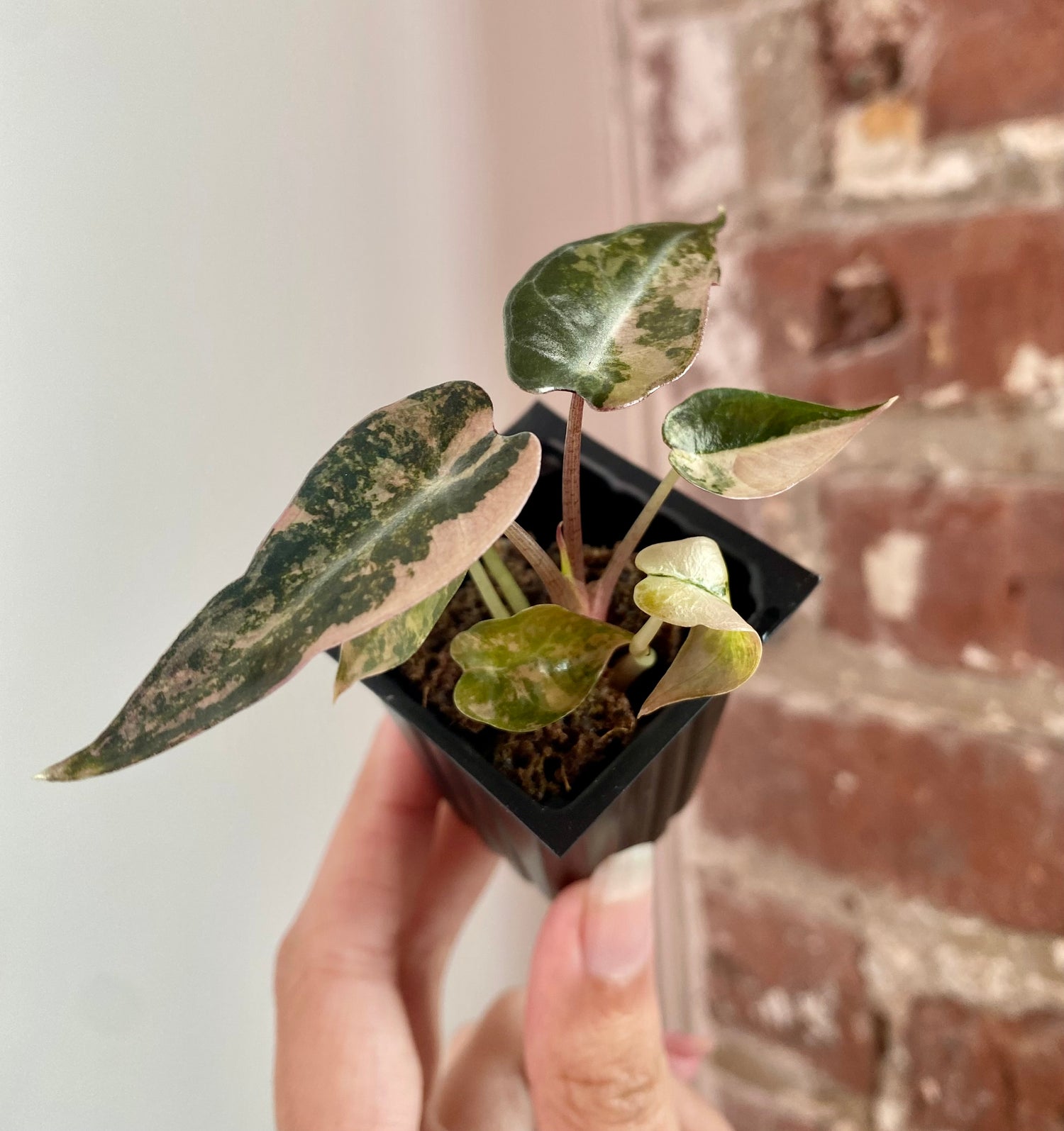 Alocasia Bambino Aurea 8938