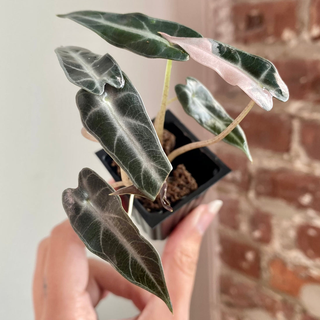 Alocasia Bambino Albo Pink   8928