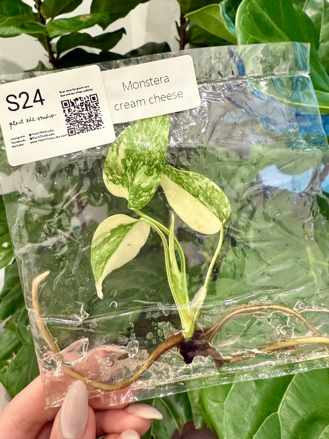 Monstera Cream Cheese TCS24