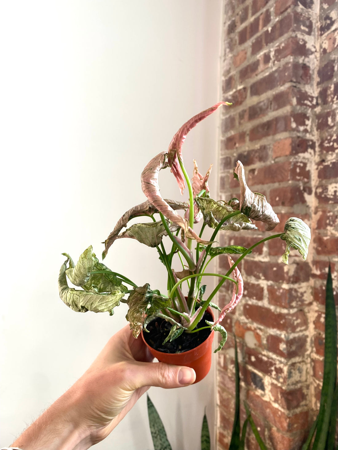 Syngonium Pink Rolli 3” Pot (Grower’s Choice)